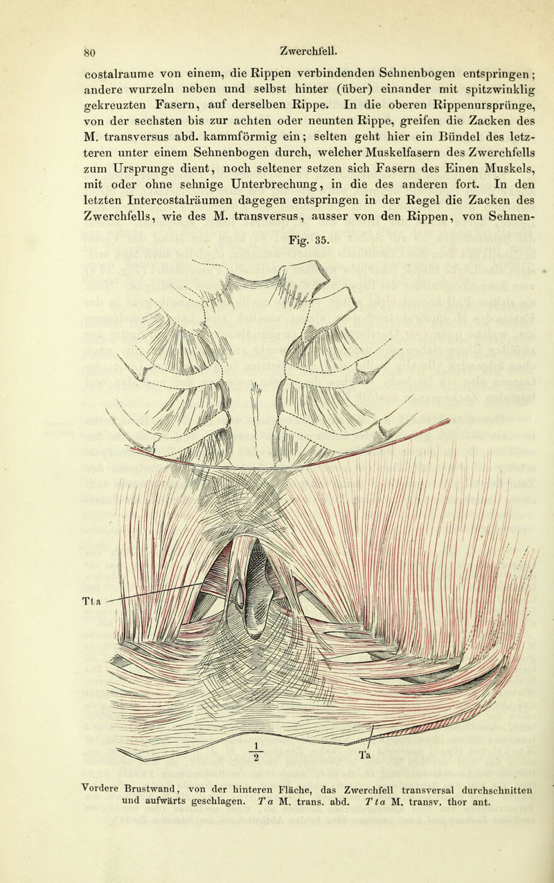 costalraume von einem, die Rippen verbindenden Sehnenbogen entspringen; andere wurzeln neben und selbst hinter (über) einander mit spitzwinklig gekreuzten Fasern, auf derselben Rippe. In die oberen Rippenursprünge, von der sechsten bis zur achten oder neunten Rippe, greifen die Zacken des M. transversus abd. kammförmig ein; selten geht hier ein Bündel des letz- teren unter einem Sehnenbogen durch, welcher Muskelfasern des Zwerchfells zum Ursprünge dient, noch seltener setzen sich Fasern des Einen Muskels, mit oder ohne sehnige Unterbrechung, in die des anderen fort. In den letzten Intercostalräumen dagegen entspringen in der Regel die Zacken des Zwerchfells, wie des M. transversus, ausser von den Rippen, von Sehnen- Fig. 35. Vordere Brustwand, von der hinteren Fläche, das Zwerchfell transversal durchschnitten und aufwärts geschlagen. Ta M. trans. abd. Tta M. transv. thor ant.