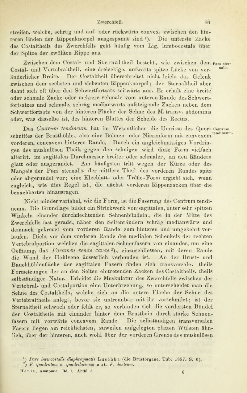 streifen, welche, schräg und auf- oder rückwärts convex, zwischen den hin- teren Enden der Rippenknorpel ausgespannt sind i). Die unterste Zacke des Costaltheils des Zwerchfells geht häufig vom Lig. lumbocostale über der Spitze der zwölften Rippe aus. Zwischen dem Costal- und Sternaltheil besteht, wie zwischen dem Pars ster- Costal- und Vertebraltheil, eine dreieckige, aufwärts spitze Lücke von ver- änderlicher Breite. Der Costaltheil überschreitet nicht leicht das Gelenk zwischen dem sechsten und siebenten Rippenknorpel; der Sternaltheil aber dehnt sich oft über den Schwertfortsatz seitwärts aus. Er erhält eine breite oder schmale Zacke oder mehrere schmale vom unteren Rande des Schwert- fortsatzes und schmale, schräg medianwärts aufsteigende Zacken neben dem Schwertfortsatz von der hinteren Fläche der Sehne des M. transv. abdominis oder, was dasselbe ist, des hinteren Blattes der Scheide des Rectus. Das Centrum tendineum hat im Wesentlichen die Umrisse des Quer- Centrum Schnittes der Brusthöhle, also eine Bohnen- oder Nierenform mit convexem vorderen, concavem hinteren Rande. Durch ein ungleichmässiges Vordrin- gen des muskulösen Theils gegen den sehnigen wird diese Form vielfach alterirt, im sagittalen Durchmesser breiter oder schmaler, an den Rändern glatt oder ausgerandet. Am häufigsten tritt wegen der Kürze oder des Mangels der Pars sternalis, der mittlere Theii des vorderen Randes spitz oder abgerundet vor; eine Kleeblatt- oder Trefle-Form ergiebt sich, wenn zugleich, wie dies Regel ist, die nächst vorderen Rippenzacken über die benachbarten hinausragen. Nicht minder variabel, wie die Form, ist die Faserung des Centrum tendi- neum. Die Grundlage bildet ein Strickwerk von sagittalen, unter sehr spitzen Winkeln einander durchflechtenden Sehnenbündeln, die in der Mitte des Zwerchfells fast gerade, näher den Seitenrändern schräg medianwärts und demnach gekreuzt vom vorderen Rande zum hinteren und umgekehrt ver- laufen. Dicht vor dem vorderen Rande des medialen Schenkels der rechten Vertebralportion weichen die sagittalen Sehnenfasern von einander, um eine OefFnung, das Foramen venae cavae^)^ einzuschliessen, mit deren Rande die Wand der Hohlvene äusserlich verbunden ist. An der Brust- und Bauchhöhlenfläche der sagittalen Fasern finden sich transversale, theils Fortsetzungen der an den Seiten eintretenden Zacken des Costaltheils, theils selbständiger Natur. Erleidet die Muskulatur des Zwerchfells zwischen der Vertebral- und Costalportion eine Unterbrechung, so unterscheidet man die Sehne des Costaltheils, welche sich an die untere Fläche der Sehne des Vertebraltheils anlegt, bevor sie untrennbar mit ihr verschmilzt; ist der Sternaltheil schwach oder fehlt er, so verbinden sich die vordersten Bündel der Costaitheile mit einander hinter dem Brustbein durch starke Sehnen- fasern mit vorwärts concavem Rande. Die selbständigen transversalen Fasern liegen am reichlichsten, zuweilen aufgelegten platten Wülsten ähn- lich, über der hinteren, auch wohl über der vorderen Grenze des muskulösen ^) Pars intercosialis diaphragmatis Luschka (die Brustorgane, Tüb. 1857. S. 6). ^) F. quadratum s. quadrilaterum a u t. F. dextrum. He nie, Anatomie. Bd. I. Abthl. 3. q