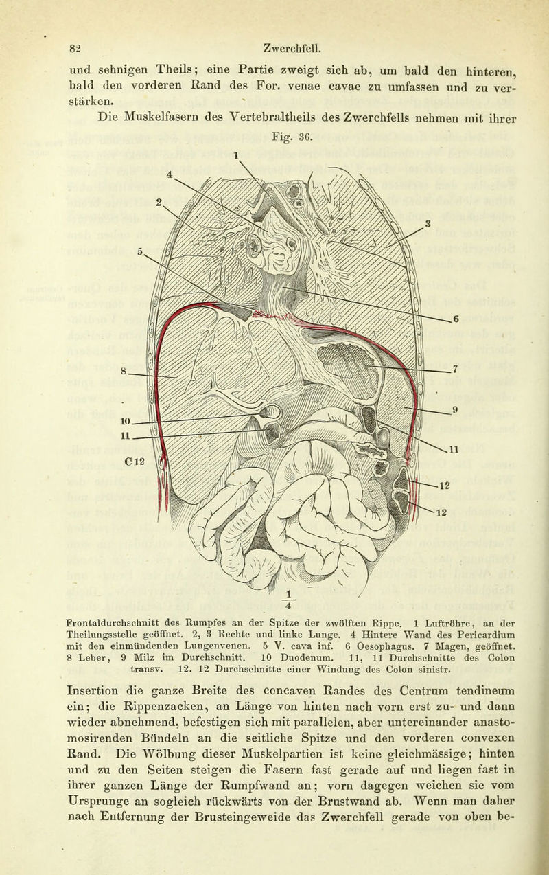 und sehnigen Theils; eine Partie zweigt sich ab, um bald den hinteren, bald den vorderen Rand des For. venae cavae zu umfassen und zu ver- stärken. Die Muskelfasern des Vertebraltheils des Zwerchfells nehmen mit ihrer Fig. 3G. 1 4 Frontaldurchschnitt des Rumpfes an der Spitze der zwölften Rippe. 1 Luftröhre, an der Theilungsstelle geöffnet. 2, 3 Rechte und linke Lunge. 4 Hintere Wand des Pericardium mit den einmündenden Lungenvenen. 5 V. cava inf. 6 Oesophagus. 7 Magen, geöffnet. 8 Leber, 9 Milz im Durchschnitt. 10 Duodenum. 11, 11 Durchschnitte des Colon transv. 12. 12 Durchschnitte einer Windung des Colon sinistr. Insertion die ganze Breite des concaven Randes des Centrum tendineum ein; die Rippenzacken, an Länge von hinten nach vorn erst zu- und dann wieder abnehmend, befestigen sich mit parallelen, aber untereinander anasto- mosirenden Bündeln an die seitliche Spitze und den vorderen convexen Rand. Die Wölbung dieser Muskelpartien ist keine gleichmässige; hinten und zu den Seiten steigen die Fasern fast gerade auf und liegen fast in ihrer ganzen Länge der Rumpfwand an; vorn dagegen weichen sie vom Ursprünge an sogleich rückwärts von der Brustwand ab. Wenn man daher nach Entfernung der Brusteingeweide das Zwerchfell gerade von oben be-