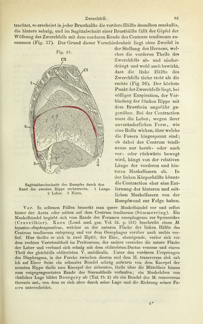 trachtet, so erscheint in jeder Brusthälfte die vordere Hälfte desselben muskulös, die hintere sehnig, und im Sagittalschnitt einer Brusthälfte fällt der Gipfel der Wölbung des Zwerchfells mit dem vorderen Rande des Centriim tendineum zu- sammen (Fig. 37). Der Grund dieser Verschiedenheit liegt ohne Zweifel in der Stellung des Herzens, wel- ches die vorderen Theile des Zwerchfells ab- und nieder- drängt und wohl auch bewirkt, dass die linke Hälfte des Zwerchfells tiefer steht als die rechte (Fig. 36). Der höchste Punkt des Zwerchfells liegt, bei völliger Exspiration, der Ver- bindung der fünften Rippe mit dem Brustbein ungefähr ge- genüber. Bei der Contraction muss die Leber, wegen ihrer unveränderlichen Form, wie eine Rolle wirken, über welche die Fasern hingespannt sind; ob dabei das Centrum tendi- neum nur herab- oder auch vor- oder rückwärts bewegt wird, hängt von der relativen Länge der vorderen und hin- teren Muskelfasern ab. In der linken Körperhälfte könnte Sagittaldm-chschnitt des Rumpfes durch den Contraction eher eine Ent- Rand der zweiten Rippe rechterseits. 1 Lunge, fernung der hinteren und seit- 2 Leber. 3 Niere. j.^^^^^ Muskelfasern von der Rumpfwand zur Folge haben. Var. In seltenen Fällen bemerkt man quere Muskelbündel vor und selbst hinter der Aorta oder mitten auf dem Centrum tendineum (Sömmerring). Ein Muskelbündel begiebt sich vom Rande des Foramen oesophageum zur Speiseröhre (Cruveilhier). Knox (Lond. med. gaz. Vol. 32. p. 531) beschreibt einen M. hepatico-diaphragmaticus^ welcher an der unteren Fläche der linken Hälfte des Centrum tendineum entsprang und vor dem Oesophagus vorüber nach rechts ver- lief. Hier theilte er sich in zwei Zipfel, der Eine, absteigende, verlor sich vor dem rechten Vertebraltheil im Peritoneum, der andere erreichte die untere Fläche der Leber und verband sich sehnig mit dem obliterirten Ductus venosus und einem Theil der gleichfalls obliterirten V. umbilicalis. Unter den vorderen Ursprüngen des Diaphragma, in der Furche zwischen diesem und dem M. transversus abd. sah ich auf Einer Seite ein schmales Bündel schräg aufwärts von dem Knorpel der neunten Rippe theils zum Knorpel der siebenten, theils über die Mittellinie hinaus zum entgegengesetzten Rande des Sternaltheils verlaufen; ein Muskelchen von ähnlicher Lage bildet Bourgery ab (Taf. 75. 2) als ein Bündel des M. transversus thoracis ant., von dem es sich aber durch seine Lage und die Richtung seiner Fa- sern unterscheidet.