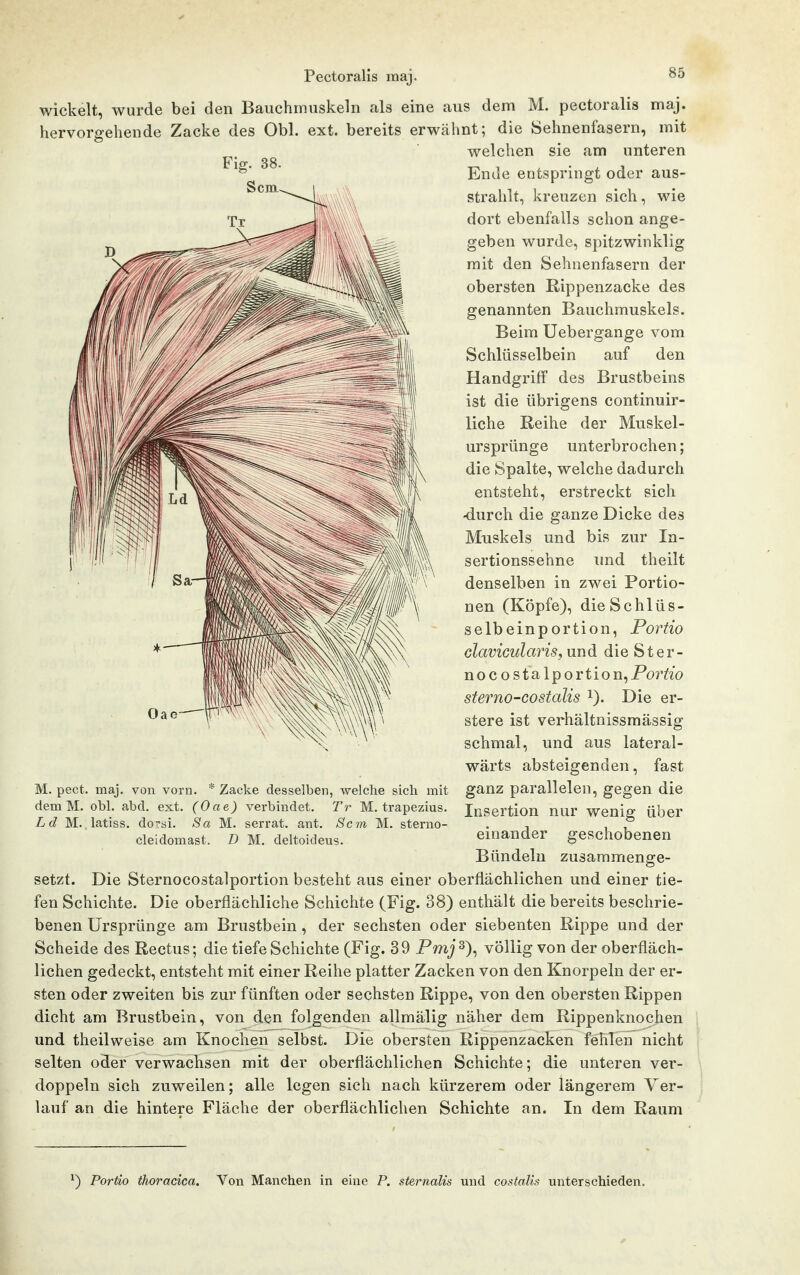 wickelt, wurde bei den Bauchmuskeln als eine aus dem M. pectoralis maj. hervorgehende Zacke des Obl. ext. bereits erwähnt; die Sehnenfasern, mit welchen sie am unteren Ende entspringt oder aus- strahlt, kreuzen sich, wie dort ebenfalls schon ange- geben wurde, spitzwinklig mit den Sehnenfasern der obersten Rippenzacke des genannten Bauchmuskels. Beim Uebergange vom Schlüsselbein auf den Handgriff des Brustbeins ist die übrigens continuir- liche Reihe der Muskel- ursprünge unterbrochen; die Spalte, welche dadurch entsteht, erstreckt sich •durch die ganze Dicke des Muskels und bis zur In- sertionssehne imd theilt denselben in zwei Portio- nen (Köpfe), die Schlüs- selbeinportion, Portio clavicularis, und die Ster- nocostalportion,Por^zo sterno-costalis i). Die er- stere ist verhältnissmässig schmal, und aus lateral- wärts absteigenden, fast ganz parallelen, gegen die Insertion nur wenig über einander geschobenen Bündeln zusammenge- setzt. Die Sternocostalportion besteht aus einer oberflächlichen und einer tie- fen Schichte. Die oberflächliche Schiclite (Fig. 38) enthält die bereits beschrie- benen Ursprünge am Brustbein , der sechsten oder siebenten Rippe und der Scheide des Rectus; die tiefe Schichte (Fig. 39 Pmj^), völlig von der oberfläch- lichen gedeckt, entsteht mit einer Reihe platter Zacken von den Knorpeln der er- sten oder zweiten bis zur fünften oder sechsten Rippe, von den obersten Rippen dicht am Brustbein, von den folgenden allmälig näher dem Rippenknochen und theilweise am Knochen selbst. Die obersten Rippenzacken fehlen nicht selten oder verwachsen mit der oberflächlichen Schichte; die unteren ver- doppeln sich zuweilen; alle legen sich nach kürzerem oder längerem Ver- lauf an die hintere Fläche der oberflächlichen Schichte an. In dem Raum M. pect. maj. von vorn. * Zacke desselben, welche sich mit demM. obl. abd. ext. (Oae) verbindet. Tr M. trapezius. Ld M. latiss. do?si. Sa M. serrat. ant. Sein M. sterno- cleidomast. D M. deltoideus. Portio thoracica. Von Manchen in eine P. sternalis und costaMs unterschieden.