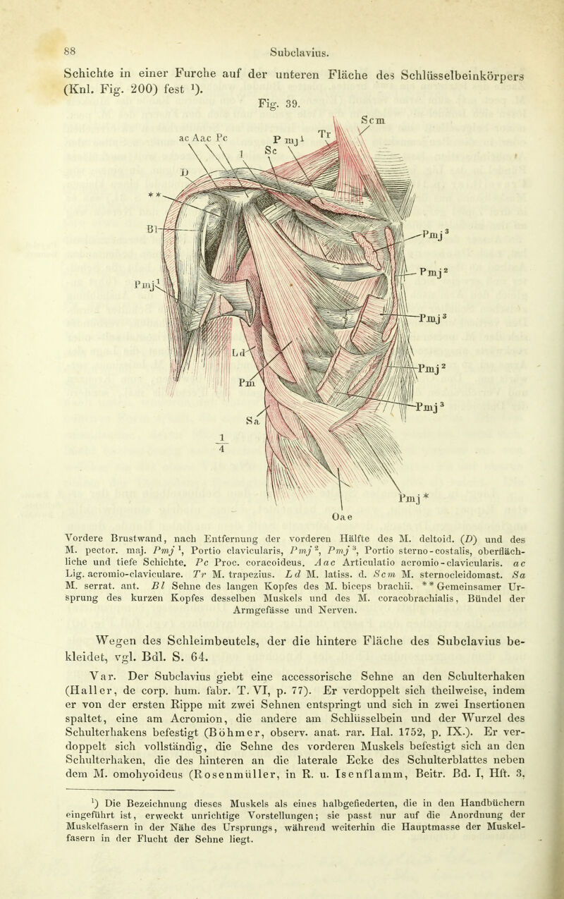 Schichte in einer Furche auf der unteren Fläche des Schlüsselbeinkörpers (Knl. Fig. 200) fest i)- Fig. 39. Oae Vordere Brustwand, nach Entfernung der vorderen Hälfte des M. deltoid. (Z)) und des M. pector. maj. Pmj ^, Portio clavicularis, Pmj^, Pmj ^, Portio sterno-costalis, oberfläch- liche und tiefe Schichte. Pc Proc. coracoideus. Aac Articulatio acromio-clavicularis. ac Lig. acromio-claviculare. Tr M. trapezius. Ld M. latiss. d. Sem M. sternocleidomast. Sa M. serrat. ant. Bl Sehne des langen Kopfes des M. biceps brachii. ** Gemeinsamer Ur- sprung des kurzen Kopfes desselben Muskels und des M. coracobrachialis, Bündel der Armgefässe und Nerven. Wegen des Schleimbeutels, der die hintere Fläche des Subclavius be- kleidet, vgl. Bdl. S. 64. Var. Der Subclavius giebt eine accessorische Sehne an den Schulterhaken (Haller, de corp. hum. fahr. T. VI, p. 77). Er verdoppelt sich theilweise, indem er von der ersten Rippe mit zwei Sehnen entspringt und sich in zwei Insertionen spaltet, eine am Acromion, die andere am Schlüsselbein und der Wurzel des Schulterhakens befestigt (Böhmer, observ. anat. rar. Hai. 1752, p. IX.). Er ver- doppelt sich vollständig, die Sehne des vorderen Muskels befestigt sich an den Schulterhaken, die des hinteren an die laterale Ecke des Schulterblattes neben dem M. omohyoideus (Rosenmüller, in R. u. Isenflamm, Beitr. ßd. I, Hft. 3, ^) Die Bezeichnung dieses Muskels als eines halb gefiederten, die in den Handbüchern eingeführt ist, erweckt unrichtige Vorstellungen; sie passt nur auf die Anordnung der Muskelfasern in der Nähe des Ursprungs, während weiterhin die Hauptmasse der Muskel- fasern in der Flucht der Sehne liegt.