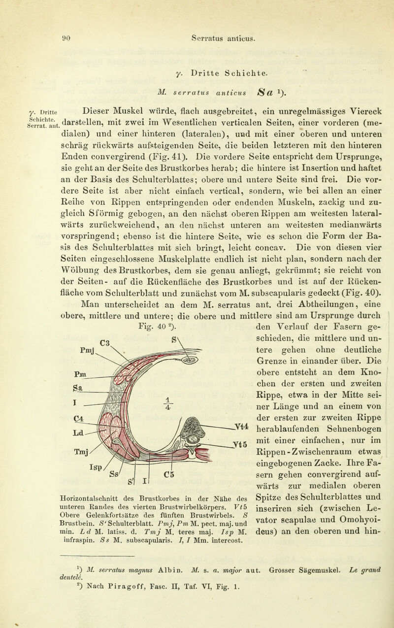 Dritte Schichte. M. serratui Sa 1). y. Dritte Dieser Muskel würde, flach ausgebreitet, ein unregelmässiges Viereck st2a?iut. darstellen, mit zwei im Wesentlichen verticalen Seiten, einer vorderen (me- dialen) und einer hinteren (lateralen), und mit einer oberen und unteren schräg rückwärts aufsteigenden Seite, die beiden letzteren mit den hinteren Enden convergirend (Fig. 41). Die vordere Seite entspricht dem Ursprünge, sie geht an der Seite des Brustkorbes herab; die hintere ist Insertion und haftet an der Basis des Schulterblattes; obere und untere Seite sind frei. Die vor- dere Seite ist aber nicht einfach vertical, sondern, wie bei allen an einer Reihe von Rippen entspringenden oder endenden Muskeln, zackig und zu- gleich S förmig gebogen, an den nächst oberen Rippen am weitesten lateral- wärts zurückweichend, an den nächst unteren am weitesten medianwärts vorspringend; ebenso ist die hintere Seite, wie es schon die Form der Ba- sis des Schulterblattes mit sich bringt, leicht concav. Die von diesen vier Seiten eingeschlossene Muskelplatte endlich ist nicht plan, sondern nach der Wölbung des Brustkorbes, dem sie genau anliegt, gekrümmt; sie reicht von der Seiten- auf die Rückenfläche des Brustkorbes und ist auf der Rücken- fläche vom Schulterblatt und zunächst vom M. subscapularis gedeckt (Fig. 40). Man unterscheidet an dem M. serratus ant. drei Abtheilungen, eine obere, mittlere und untere; die obere und mittlere sind am Ursprünge durch den Verlauf der Fasern ge- schieden, die mittlere und un- tere gehen ohne deutliche Grenze in einander über. Die obere entsteht an dem Kno- chen der ersten und zweiten Rippe, etwa in der Mitte sei- ner Länge und an einem von der ersten zur zweiten Rippe yi4: herablaufenden Sehnenbogen y^g mit einer einfachen, nur im Rippen - Zwischenraum etwas eingebogenen Zacke. Ihre Fa- sern gehen convergirend auf- wärts zur medialen oberen Horizontalschnitt des Brustkorbes in der Nähe des Spitze des Schulterblattes und unteren Randes des vierten Brustwirbelkörpers. VtÖ inseriren sich (zwischen Le- Obere Gelenkfortsätze des fünften Brustwirbels. 8 ^ ■, j m i. ' Brustbein. Schulterblatt. Pmj, Pm M. pect. maj. und ^^^^r SCapulae und Omohyoi- min. Ld M. latiss. d. TmJ M. teres maj. Isp M. deus) an den oberen und hin- infraspin. 8s M. subscapularis. /, I Mm. intercost. ^) M. serratus magnus Alb in. M. s. a. major aut. Grosser Sägemuskel. Le grand deutele.