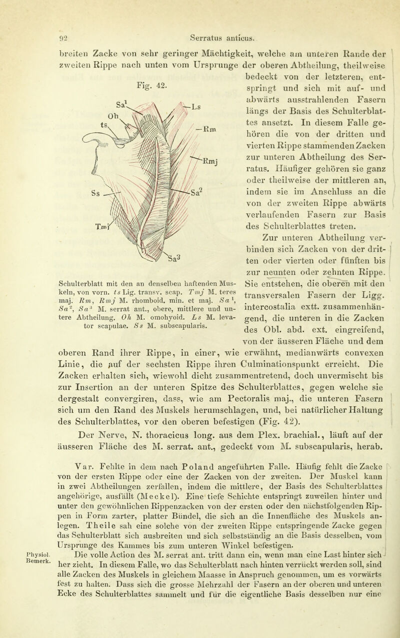 breiten Zacke von sehr geringer Mächtigkeit, welche am unteren Rande der zweiten Rippe nach unten vom Ursprünge der oberen Abtheilung, theilweise bedeckt von der letzteren, ent- ^'^S' 42. springt und sich mit auf- und abwärts ausstrahlenden Fasern längs der Basis des Schulterblat- tes ansetzt. In diesem Falle ge- hören die von der dritten und vierten Rippe stammenden Zacken zur unteren Abtheilung des Ser- ratus. Häufiger gehören sie ganz oder theilweise der mittleren an, indem sie im Anschluss an die von der zweiten Rippe abwärts verlaufenden Fasern zur Basis des Schulterblattes treten. Zur unteren Abtheilung ver- binden sich Zacken von der drit- ten oder vierten oder fünften bis zur neunten oder zehnten Rippe. Sie entstehen, die oberen mit den transversalen Fasern der Ligg. intercostalia extt. zusammenhän- gend, die unteren in die Zacken des Obl. abd. ext. eingreifend, von der äusseren Fläche und dem oberen Rand ihrer Rippe, in einer, wie erwähnt, medianwärts convexen Linie, die fiui der sechsten Rippe ihren Culminationspunkt erreicht. Die Zacken erhalten sich, wiewohl dicht zusammentretend, doch unvermischt bis zur Insertion an der unteren Spitze des Schulterblattes, gegen welche sie dergestalt convergiren, dass, wie am Pectoralis maj., die unteren Fasern sich um den Rand des Muskels herumschlagen, und, bei natürlicher Haltung des Schulterblattes, vor den oberen befestigen (Fig. 42). Der Nerve, N. thoracicus long, aus dem Plex. brachial., läuft auf der äusseren Fläche des M. serrat. ant., gedeckt vom M. subscapularis, herab. Schulterblatt mit den an denselben haftenden Mus- keln, von vorn. ^sLig. transv. scap. Tmj M. teres maj. Rm, Rmj M. rhomboid. min. et maj. Sa'^, Sa'^j Sa-^ M. serrat ant., obere, mittlere und un- tere Abtheilung. Oh M. omohyoid. Ls M. leva- tor scapulae. 8 s M.. subscapularis. Physiol. Bemerk. Var. Fehlte in dem nach Poland angeführten Falle. Häufig fehlt die Zacke von der ersten Rippe oder eine der Zacken von der zweiten. Der Muskel kann in zwei Abtheilungen zerfallen, indem die mittlere, der Basis des Schulterblattes angehörige, ausfällt (Meckel). Eine'tiefe Schichte entspringt zuweilen hinter und unter den gewöhnlichen Rippenzacken von der ersten oder den nächstfolgenden Rip- pen in Form zarter, platter Bündel, die sich an die Innenfläche des Muskels an- legen. Theile sah eine solche von der zweiten Rippe entspringende Zacke gegen das Schulterblatt sich ausbreiten und sich selbstständig an die Basis desselben, vom Ursprünge des Kammes bis zum unteren Winkel befestigen. Die volle Action des M. serrat ant. tritt dann ein, wenn man eine Last hinter sich her zieht. In diesem Falle, wo das Schulterblatt nach hinten verrückt werden soll, sind alle Zacken des Muskels in gleichem Maasse in Anspruch genommen, um es vorwärts fest zu halten. Dass sich die grosse Mehrzahl der Fasern an der oberen und unteren Ecke des Schulterblattes sammelt und für die eigentliche Basis desselben nur eine