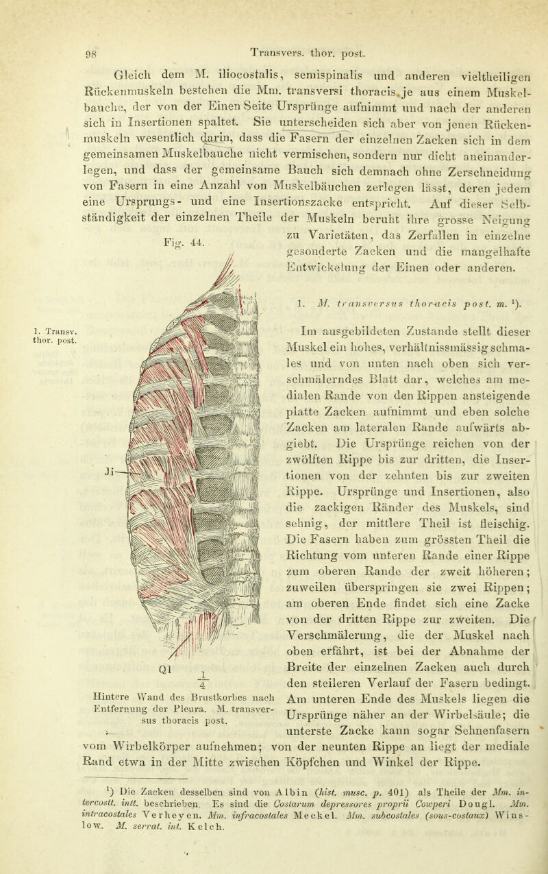 Gleich dem M. iliocostalis, semispinalis und anderen vieltlieiligen Rückenniuskeln bestehen die Mm. transversi thoracis.je aus einem Muskel- bauche, der von der Einen Seite Ursprünge aufnimmt und nach der anderen sich in Insertionen spaltet. Sie unterscheiden sich aber von jenen Rücken- muskeln wesentlich (|arin, dass die Fasern der einzelnen Zacken sich in dem gemeinsamen Muskelbauche nicht vermischen, sondern nur dicht aneinander- legen, und dass der gemeinsame Bauch sich demnach ohne Zerschneidung von Fasern in eine Anzahl von Muskeibäuchen zerlegen lässt, deren jedem eine Ursprungs- und eine Insertionszacke entspricht. Auf dieser Selb- ständigkeit der einzelnen Theile der Muskeln beruht iiire grosse Neigung zu Varietäten, das Zerfallen in einzelne gesonderte Zacken und die mangelhafte Entwickelunij; der Einen oder anderen. 1. M. transversus thor-acAs post. m. 44. Transv. ov. post. Im ausgebildeten Zustande stellt dieser Muskel ein hohes, verhältnissmässig schma- les und von unten nach oben sich ver- schmälerndes Blatt dar, welches am me- dialen Rande von den Rippen ansteigende platte Zacken aufnimmt und eben solche Zacken am lateralen Rande aufwärts ab- giebt. Die Ursprünge reichen von der zwölften Rippe bis zur dritten, die Inser- tionen von der zehnten bis zur zweiten Rippe. Ursprünge und Insertionen, also die zackigen Ränder des Muskels, sind sehnig, der mittlere Theil ist fleischig. Die Fasern haben zum grössten Theil die Richtung vom unteren Rande einer Rippe zum oberen Rande der zweit höheren; zuweilen überspringen sie zwei Rippen; am oberen Ende findet sich eine Zacke von der dritten Rippe zur zweiten. Die Verschmälerung, die der Muskel nach oben erfährt, ist bei der Abnahme der Breite der einzelnen Zacken auch durch den steileren Verlauf der Fasern bedingt. Am unteren Ende des Muskels liegen die Ursprünge näher an der Wirbelsäule; die unterste Zacke kann sogar Sehnenfasern vom Wirbelkörper aufnehmen; von der neunten Rippe an liegt der mediale Rand etwa in der Mitte zwischen Köpfchen und Winkel der Rippe. Hintere Wand des Brustkorbes nach Entfernung der Pleura. M. transver- sus tboi'acis post. ^) Die Zacken desselben sind von Alb in (lüst. musc. ^j. 401) als Theile der 3Im. in- tercostt. intt. beschrieben, Es sind die Costarum depressores proprii Cowperi Dougl. Mm. intracostales Verheyen. Mm. infracostales Meckel. Mm. suhcostales (sous-cosiaux) Wins- low. M. serrat. int. Kelch.