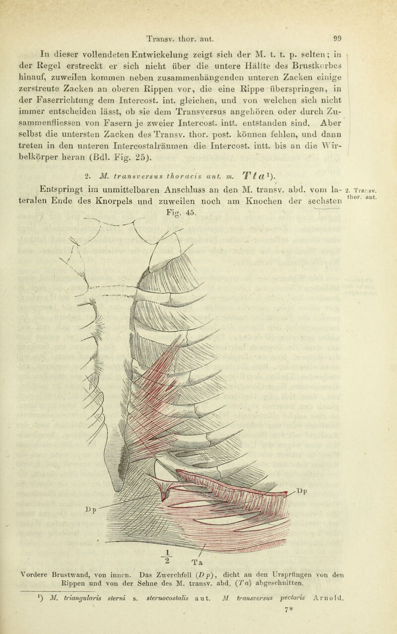 In dieser vollendeten Entwickelung zeigt sich der M. t. t. p. selten ; in der Regel erstreckt er sich nicht über die untere Hallte des Brustkorbes hinauf, zuweilen kommen neben zusammenhängenden unteren Zacken einige zerstreute Zacken an oberen Rippen vor, die eine Rippe überspringen, in der Faserrichtung dem Intercost. int. gleichen, und von v/elchen sich nicht immer entscheiden lässt, ob sie dem Transversus angehören oder durch Zu- sammenfliessen von Fasern je zweier Intercost. intt. entstanden sind. Aber selbst die untersten Zacken des Transv. thor. post. können fehlen, und dann treten in den unteren Intercostalräumen die Intercost. intt. bis an die Wir- belkörper heran (ßdl. Fig. 25). 2. M. transversus thoracis ant. m. t d^). Entspringt im unmittelbaren Anschluss an den M. transv. abd. vom la- 2. Tra-sv. teralen Ende des Knorpels und zuweilen noch am Knochen der sechsten Fig. 45. Vordere Brustwand, von innen. Das Zwerchfell {Dp), dicht an den Ursprüngen von den Rippen und von der Sehne des M. transv. abd. (Ta) abgeschnitten. ^) M. triangularis sterni s. sternocostalis aut. M. transversus pectoris ArnokL 7*