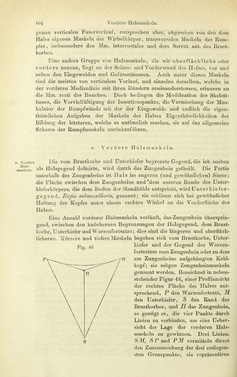 genau verticalen Faserverlauf, entsprechen aber, abgesehen von den dem Halse eigenen Muskeln der Wirbelkörper, transversalen Muskeln des Rum- pfes, insbesondere den Mm. intercostales und dem Serrat. ant. des Brust- korbes. Eine andere Gruppe von Halsmuskeln, die wir oberflächliche oder vordere nennen, liegt an der Seiten- und Vorderwand des Halses, vor und neben den Eingeweiden und Gefässstämmen. Auch unter diesen Muskeln sind die meisten von verticalem Verlauf, und einzelne derselben, welche in der vorderen Medianlinie mit ihren Rändern aneinanderstossen, erinnern an die Mm. recti des Bauches. Doch bedingen die Modification des Skelett- baues, die Vervielfältigung der Insertionspunkte, die Vermischung der Mus- kulatur der Rumpfwände mit der der Eingeweide und endlich die eigen- thümlichen Aufgaben der Muskeln des Halses Eigenthümlichkeiten der Bildung der letzteren, welche es unthunlich machen, sie auf das allgemeine Schema der Rumpfmuskeln zurückzuführen. Vordere Halsmuskeln. a. Vordere Hals- muskeln. Die vom Brustkorbe und Unterkiefer begrenzte Gegend, die ich soeben als Halsgegend definirte, wird durch das Zungenbein getheilt. Die Partie unterhalb des Zungenbeins ist Hals im engeren (und gevv^öhnlichen) Sinne; die Fläche zwischen dem Zungenbeine und dem unteren Rande des Unter- kieferkörpers, die dem Boden der Mundhöhle entspricht, wird Unterkie fer- gegend. Regio suhmaxillaris^ genannt; sie schliesst sich bei gewöhnlicher Haltung des Kopfes unter einem rechten Winkel an die Vorderfläche des Halses. Eine Anzahl vorderer Halsmuskeln verläuft, das Zungenbein übersprin- gend, zwischen den knöchernen Begrenzungen der Plalsgegend, dem Brust- korbe, Unterkiefer und Warzenfortsatze; dies sind die längeren und oberfläch- licheren. Kürzere und tiefere Muskeln begeben sich vom Brustkorbe, Unter- Fig. 4G. kiefer und der Gegend des Warzen- fortsatzes zum Zungenbein oder zu dem am Zungenbeine aufgehängten Kehl- kopf; sie mögen Zungenbeinmuskeln genannt werden. Bezeichnet in neben- stehender Figur 46, einer Profilansicht der rechten Fläche des Halses ent- sprechend, P den Warzenfortsatz, M den Unterkiefer, /S den Rand des Brustkorbes, und H das Zungenbein, so genügt es, die vier Punkte durch Linien zu verbinden, um eine Ueber- sicht der Lage der vorderen Hals- muskeln zu gewinnen. Drei Linien, /SM, SP und PM vermitteln direct den Zusammenhang der drei entlegen- sten Grenzpunkte, sie repräsentiren