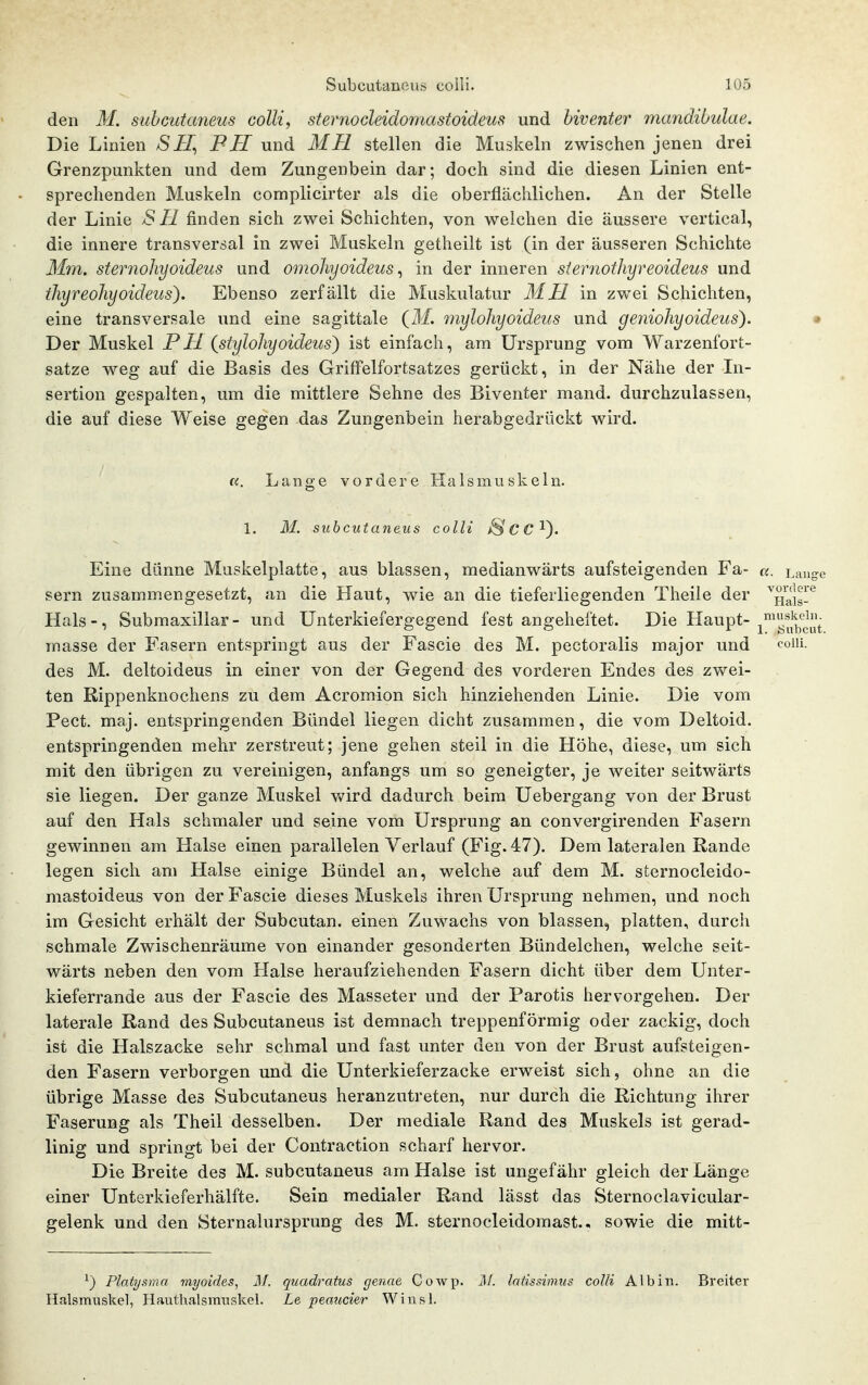 den M. subcutaneus colli, sternocleidomastoideus und hiventer mandibulae. Die Linien SPH und MH stellen die Muskeln zwischen jenen drei Grenzpunkten und dem Zungenbein dar; doch sind die diesen Linien ent- sprechenden Muskeln complicirter als die oberflächlichen. An der Stelle der Linie H finden sich zwei Schichten, von welchen die äussere vertical, die innere transversal in zwei Muskeln getheilt ist (in der äusseren Schichte Mm. sternoJiyoideus und omohyoideus ^ in der inneren sternothyreoideus und thyreohyoideus). Ebenso zerfällt die Muskulatur MU in zwei Schichten, eine transversale und eine sagittale (M. 7nyloliyoideus und geniohyoideus). • Der Muskel PH {stylohyoldeus) ist einfach, am Ursprung vom Warzenfort- satze weg auf die Basis des Griffelfortsatzes gerückt, in der Nähe der Li- sertion gespalten, um die mittlere Sehne des Biventer mand. durchzulassen, die auf diese Weise gegen das Zungenbein herabgedrückt wird. a. Lange vordere Halsmuskeln. 1, M. subcutaneus colli >S*6*C^). Eine dünne Muskelplatte, aus blassen, medianwärts aufsteigenden Fa- Vordere Sern zusammengesetzt, an die Haut, wie an die tieferliegenden Theile der Hals-, Submaxillar- und Unterkiefergegend fest angeheftet. Die Haupt-^^^^'^1^^^^^'^ masse der Fasern entspringt aus der Fascie des M. pectoralis major und colli, des M. deltoideus in einer von der Gegend des vorderen Endes des zwei- ten Rippenknochens zu dem Acromion sich hinziehenden Linie. Die vom Pect. maj. entspringenden Bündel liegen dicht zusammen, die vom Deltoid. entspringenden mehr zerstreut; jene gehen steil in die Höhe, diese, um sich mit den übrigen zu vereinigen, anfangs um so geneigter, je weiter seitwärts sie liegen. Der ganze Muskel wird dadurch beim Uebergang von der Brust auf den Hals schmaler und seine vom Ursprung an convergirenden Fasern gewinnen am Halse einen parallelen Verlauf (Fig. 47). Dem lateralen Rande legen sich am Halse einige Bündel an, welche auf dem M. sternocleido- mastoideus von der Fascie dieses Muskels ihren Ursprung nehmen, und noch im Gesicht erhält der Subcutan, einen Zuwachs von blassen, platten, durch schmale Zwischenräume von einander gesonderten Bündelchen, welche seit- wärts neben den vom Halse heraufziehenden Fasern dicht über dem Unter- kieferrande aus der Fascie des Masseter und der Parotis hervorgehen. Der laterale Rand des Subcutaneus ist demnach treppenförmig oder zackig, doch ist die Halszacke sehr schmal und fast unter den von der Brust aufsteigen- den Fasern verborgen und die Unterkieferzacke erweist sich, ohne an die übrige Masse des Subcutaneus heranzutreten, nur durch die Richtung ihrer Faserung als Theil desselben. Der mediale Rand des Muskels ist gerad- linig und springt bei der Contraction scharf hervor. Die Breite des M. subcutaneus am Halse ist ungefähr gleich der Länge einer Unterkieferhälfte. Sein medialer Rand lässt das Sternoclavicular- gelenk und den Sternalursprung des M. sternocleidomast., sowie die mitt- ^) Platysma myoides^ il/. quadratus genae Cowp. ]\!. Intisshnus colli Albin. Breiter Halsmusltel, Hauthalsmtisltel. Le peaucier Winsl.