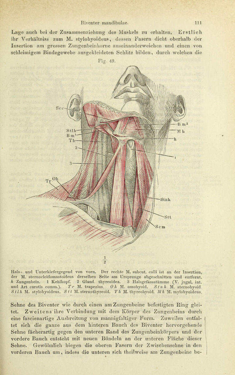 Lage auch bei der Zusaininenziehung des Muskels zu erhalten. Erstlich ihr Verhältniss zum M. stylohyoideus, dessen Fasern dicht oberhalb der Insertion am grossen Znngenbeinhorne auseinanderweichen und einen von schleimigem Bindegewebe ausgekleideten Schlitz bilden, durch welchen die Fig. 49. 2 Hals- und Unterkiefergegend von vorn. Der rechte M. subcut. colli ist an der Insertion, der M. sternocleidomastoideus derselben Seite am Ursprünge abgeschnitten und entfernt. h Zungenbein. 1 Kehlkopf. 2 Gland. thyreoidea. 3 Halsgefässstämme (V. jugul. int. und Art carotis comm.). Tr M. trapezius. Oh M. omohyoid. Stnh M. sternohyoid Stlh M. stylohyoideus. Sti M. sternothyreoid. Th M. thyreohyoid. Mh M. mylohyoideus. Sehne des Biventer wie durch einen am Zungenbeine befestigten Ring glei- tet. Zweitens ihre Verbindung mit dem Körper des Zungenbeins durch eine fascienartige Ausbreitung von mannigfaltiger Form. Zuweilen entfal- ,j tet sich die ganze aus dem hinteren Bauch des Biventer hervorgehende | Sehne fächerartig gegen den unteren Rand des Zungenbeinkörpers und der \ vordere Bauch entsteht mit neuen Bündeln an der unteren Fläche dieser i Sehne. Gewöhnlich biegen die oberen Fasern der Zwischensehne in den vorderen Bauch um, indess die unteren sich theilweise am Zungenbeine be-