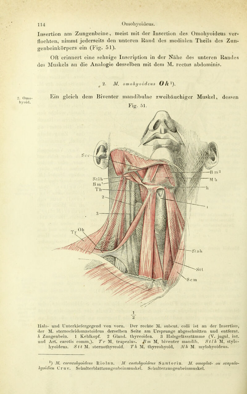 Insertion am Zungenbeine, meist mit der Insertion des Omohyoideus ver- flochten, nimmt jederseits den unteren Rand des medialen Theils des Znn- genbeinkörpers ein (Fig. 51). Oft erinnert eine sehnige Inscription in der Nähe des unteren Randes des Muskels an die Analogie desselben mit dem M. rectus abdominis. ^2. M. omohyoideus O/l^). 2. Omo- Ein gleich dem Biventer mandibulae zweibäuchiger Muskel, dessen JL 2 Hals- und Unterkiefergegend von vorn. Der rechte M. subcut. colli ist an der Insertion, der M. sternocleidomastoideus derselben Seite am Ursprünge abgeschnitten nnd entfernt. h Zungenbein. 1 Kehlkopf. 2 Gland. thyreoidea. 3 Halsgefässstämme (V. jugul. int. und Art. carotis comm.). Tr M. trapezius. ß m M, biventer mandib. St Iii M. stylo- hyoideus. Stt M. sternothyreoid. Th M, thyreohyoid, Mh M. mylohyoideus. M. coracohyoideus Riolan, M. costohyoide.us Santorin. M. oinoplat- ou scaimlo- hyoidien Cruv. Schulterblattzungenbeinmuskel. Schulterzungenbeinmuskel.