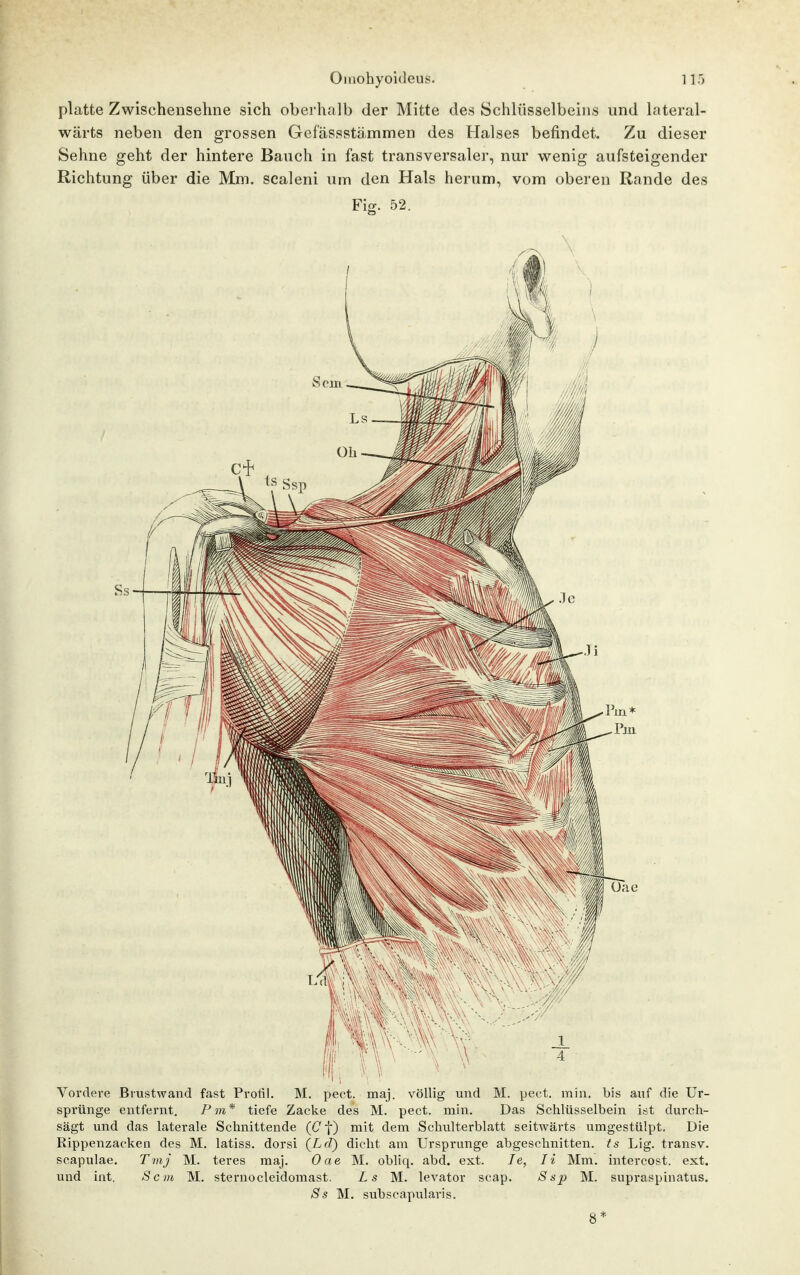 platte Zwischensehne sich oberhalb der Mitte des Schlüsselbeins und lateral- wärts neben den grossen Gefässstämmen des Halses befindet. Zu dieser Sehne geht der hintere Bauch in fast transversaler, nur wenig aufsteigender Richtung über die Mm. sealeni um den Hals herum, vom oberen Rande des Fig. 52. Vordere Brustwand fast Proiii. M. pect, maj, völlig und M. pect. min. bis auf die Ur- sprünge entfernt. P m* tiefe Zacke des M. pect. min. Das Schlüsselbein ist durch- sägt und das laterale Schnittende (Cf) mit dem Schulterblatt seitwärts umgestülpt. Die Rippenzacken des M. latiss. dorsi {Lei) dicht am Ursprünge abgeschnitten, ts Lig. transv. scapulae. Tmj M. teres maj. Oae M. obliq. abd. ext. le, Ii Mm. intercost. ext. und int. Sem M. sternocleidomast. Ls M. levator scap. Ssp M. supraspinatus. Ss M. subscapularis. 8*
