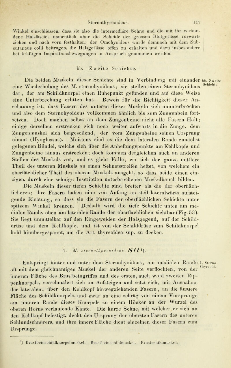 AVinkel eiiischliessen, dass ssic also die intermediäre Sehne und die mit iiir verbun- dene Halsfascie, namentlich aber die Scheide der grossen Blutgel ässe vorwärts ziehen und nach vorn festhalten; der Omohyoideus würde demnach mit dem Snb- cutaneus colli beitragen, die Halsgel'ässe offen zu erhalten und dazu insbesondere bei kräftigen Inspirationsbewegungen in Anspruch genommen werden. bl). Zweite Schichte. Die beiden Muskeln dieser Schichte sind in Verbindung mit einander bb. Zweite eine Wiederholung des M. sternohyoideus; sie stellen einen Sternohyoideus dar, der am Schildknorpel einen Ruhepunkt gefunden und auf diese Weise eine Unterbrechung erlitten hat. Beweis für die Richtigkeit dieser An- schauung ist, dass Fasern des unteren die.ser Muskeln sich ununterbrochen und also dem Sternohyoideus vollkommen ähnlich bis zum Zungenbein fort- setzen. Doch machen selbst an dem Zungenbeine nicht alle Fasern Flalt; einige derselben erstrecken sich noch weiter aufwärts in die Zunge, dem Ziuigeninuskel sich beigesellend, der vom Zungenbeine seinen Ursprung nimmt (Hyoglossus). Meistens sind es die dem lateralen Rande zunächst gelegenen Bündel, welche sich über die Anheftungspunkte am Kehlkopfe und Zungenbeine hinaus erstrecken; doch kommen dergleichen auch an anderen Stellen des Muskels vor, und es giebt Fälle, wo sich der ganze mittlere Theil des unteren Muskels an einen Sehnenstreifen heftet, von welchem ein oberflächlicher Theil des oberen Muskels ausgeht, so dass beide einen ein- zigen, durch eine sehnige Inscription unterbrochenen Muskelbauch bilden. Die Muskeln dieser tiefen Schichte sind breiter als die der oberfläch- licheren; ihi e Fasern haben eine von Anfang an steil lateralwärts aufstei- gende Richtung, so dass sie die Fasern der oberflächlichen Schichte unter spitzem Winkel kreuzen. Deshalb wird die tiefe Schichte unten am me- dialen Rande, oben am lateralen Rande der oberflächlichen sichtbar (Fig. 53). Sie liegt unmittelbar auf den Eingeweiden der Halsgegend, auf der Schild- drüse und dem Kehlkopfe, und ist von der Schilddrüse zum Schildknorpel hohl hinübergespannt, um die Art. thyreoidea sup. zu decken. ]. JA .sfernoth^reoirJeii.s S f l Entspringt hinter und unter dem Sternohyoideus, am medialen Rande i. Storno- oft mit dem gleichnamigen Muskel der anderen Seite verflochten, von der inneren Fläche des Brustbeingriffes und des ersten, auch wohl zweiten Rip- penknorpels, verschmälert sich im Aufsteigen und setzt sich, mit Ausnahme der lateralen, über den Kehlkopf hinwegziehenden Fasern, an die äussere Fläche des Schildknorpels, und zwar an eine schräg von einem Vorsprunge am unteren Rande dieses Knorpels zu einem Höcker an der Wurzel des oberen llorns verlaufende Kante. Die kurze Sehne, mit welcher er sich an den Kehlkopf befestigt, deckt den Ursprung der obersten Fasern des unteren Schlundschnürers, und ihre innere Fläche dient einzelnen dieser Fasern zum Ursprünge. ^) Brustbcinschildknorpclmuskel. Bi-usUunnschildmuskcl. Brustschildmuskcl.