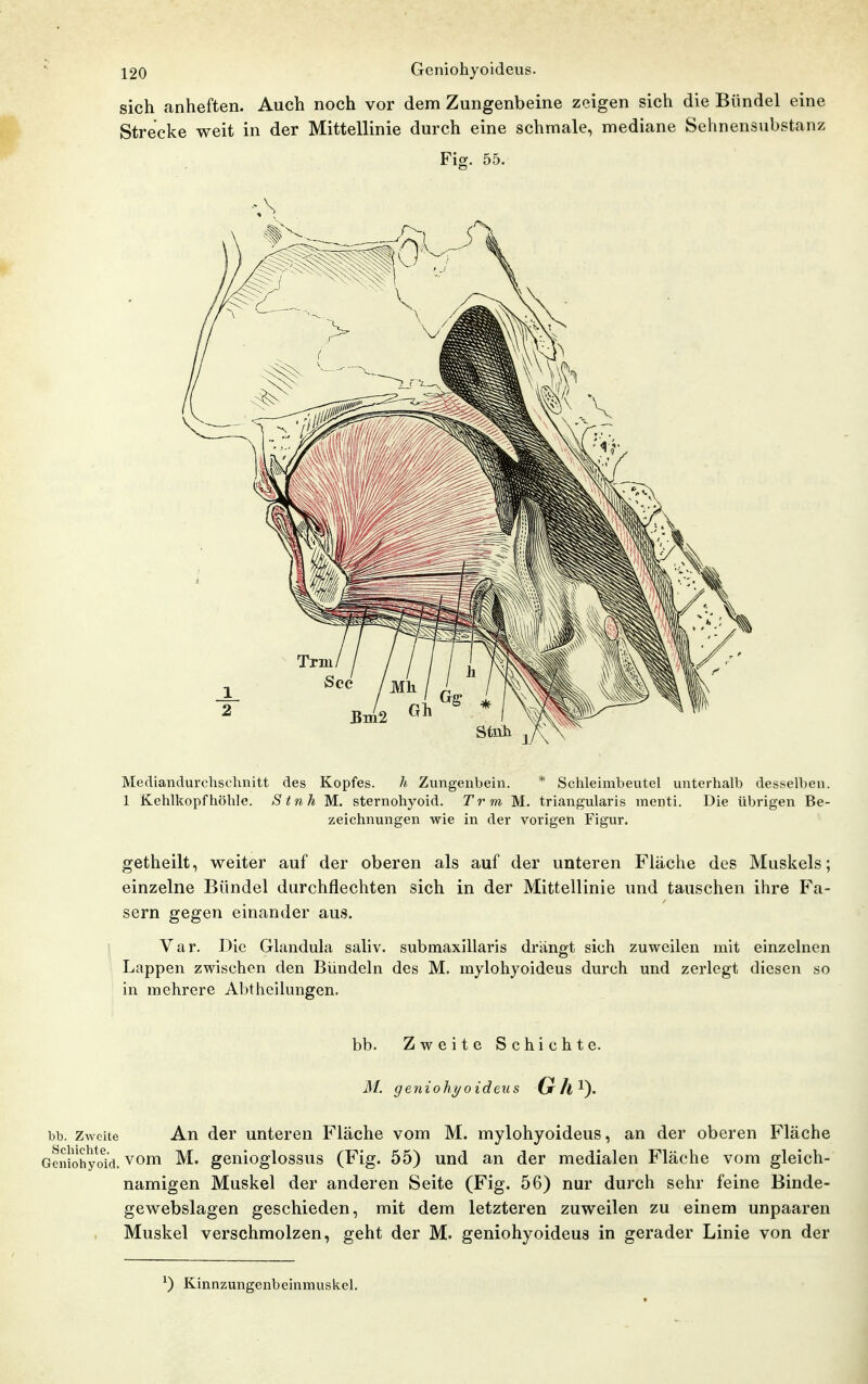 sich anheften. Auch noch vor dem Zungenbeine zeigen sich die Bündel eine Strecke weit in der Mittellinie durch eine schmale, mediane Sehnensnbstanz Fig. 55. 1 Kehlkopf höhle. Stnh M. sternohyoid. T r m M. triangularis menti. Die übrigen Be- zeichnungen wie in der vorigen Figur. getheilt, weiter auf der oberen als auf der unteren Fläche des Muskels; einzelne Bündel durchflechten sich in der Mittellinie und tauschen ihre Fa- sern gegen einander aus. Var. Die Glandula saliv. submaxillaris drängt sich zuweilen mit einzelnen Lappen zwischen den Bündeln des M. mylohyoideus durch und zerlegt diesen so in mehrere Abtheilungen. bb. Zweite Schichte. M. geniohi/oideus Gh^^. bb. Zweite An der unteren Fläche vom M. mylohyoideus, an der oberen Fläche Geniohyow. vom M. gcnioglossus (Fig. 55) und an der medialen Fläche vom gleich- namigen Muskel der anderen Seite (Fig. 56) nur durch sehr feine Binde- gewebslagen geschieden, mit dem letzteren zuweilen zu einem unpaaren Muskel verschmolzen, geht der M. geniohyoideus in gerader Linie von der ^) Kinnzungenbcinmuskcl.