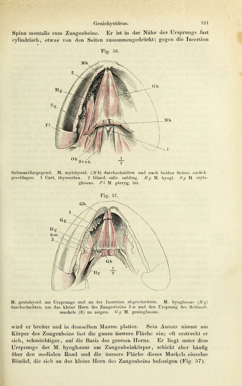 Gcniohyoideus. l'^l Spina mentalis zum Zungenbeine. Er ist in der Nähe des Ursprungs .fast cylindrisch, etwas von den Seiten zusammengedrückt; gegen die In.sertion Fig. 5G. Submaxillargegeud. M. myloh3''oid. durchschnitten und nach beiden Seiten zurück- geschlagen. 1 Gart, thyreoidea. 2 Gland. saliv. subling. Hg M. hyogl. ^ g M. stylo- giossus, Pi M. pteryg. int. Fig. 57. M. geniohyoid. am Ursprünge und an der Insertion abgeschnitten. M. liyoglossus {Hg) durchschnitten, um das kleine Horn des Zungenlieins hm und den Ursprung des Schiund- muskels (3) zu zeigen. G g M. geniogiossus. wird er breiter und in demselben Maasse platter. Sein Ansatz nimmt am Körper des Zungenbeins fast die ganze äussere Fläche ein; oft erstreckt er sich, schmächtiger, auf die Basis des grossen Horns. Er liegt unter dem Ursprünge des M. hyoglossus am Zungenbeinkörper, schickt aber häufig über den medialen Rand und die äussere Fläche dieses Muskels einzelne Bündel, die sich an das kleine Horn des Zungenbeins befestigen (Fig. 57).