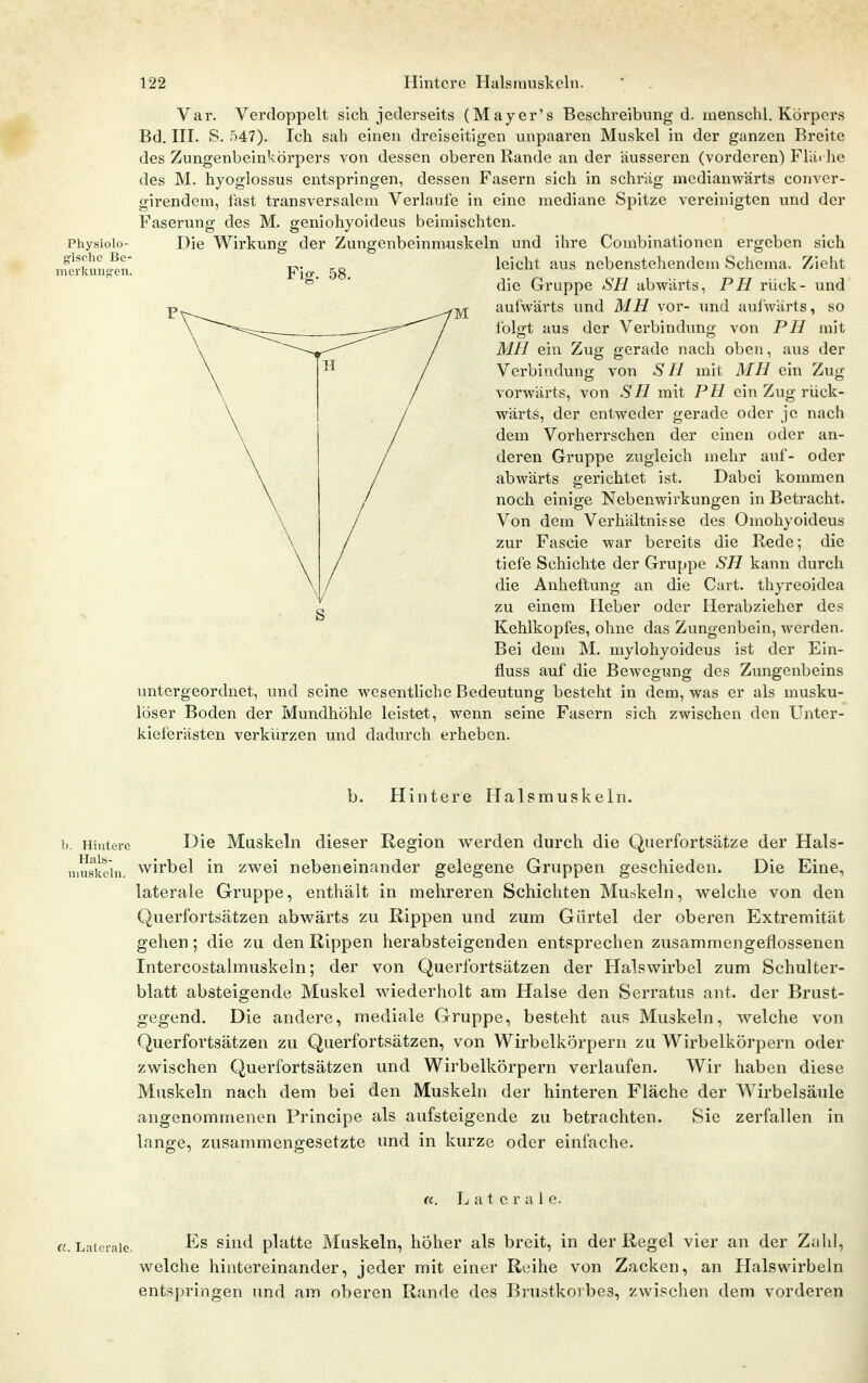 Var. Verdoppelt sich jederseits (Mayer's Beschreibung d. inenschl. Körpers Bd. in. S. 547). Ich sah einen dreiseitigen unpaaren Muskel in der ganzen Breite des Zungenbeinkörpers von dessen oberen Rande an der äusseren (vorderen) Fläi he des M. hyoglossus entspringen, dessen Fasern sich in schräg medianwärts conver- girendem, fast transversalem Verlaufe in eine mediane Spitze vereinigten und der Faserung des M. geniohyoideus beimischten. Physioio- Die Wirkung der Zungenbeinmuskeln und ihre Combinationen ergeben sich leicht aus nebenstehendem Schema. Zieht gische Be m erklingen * die Gruppe SFI abwärts, PH rück- und aufwärts und MH vor- und aul'wärts, so folgt aus der Verbindung von PH mit MH ein Zug gerade nach oben, aus der Verbindung von S Fl mit MH ein Zug vorwärts, von SH mit PH ein Zug rück- wärts, der entweder gerade oder je nach dem Vorherrschen der einen oder an- deren Gruppe zugleich mehr auf- oder abwärts gerichtet ist. Dabei kommen noch einige Nebenwirkungen in Betracht. Von dem Verhältnisse des Omohyoideus zur Fascie war bereits die Eede; die tiefe Schichte der Gruppe SH kann durch die Anheftung an die Gart, thyreoidea zu einem Heber oder Herabzieher des Kehlkopfes, ohne das Zungenbein, werden. Bei dem M. mylohyoideus ist der Ein- fluss auf die Bewegung des Zungenbeins untergeordnet, und seine wesentliche Bedeutung besteht in dem, was er als musku- löser Boden der Mundhöhle leistet, wenn seine Fasern sich zwischen den Unter- kieferästen verkürzen und dadurch erheben. b. Hintere Halsmuskeln. b. Hintere Die Muskeln dieser Region werden durch die Querfortsätze der Hals- muskeln, wirbel in zwei nebeneinander gelegene Gruppen geschieden. Die Eine, laterale Gruppe, enthält in mehreren Schichten Muskeln, welche von den Querfortsätzen abwärts zu Rippen und zum Gürtel der oberen Extremität gehen; die zu den Rippen herabsteigenden entsprechen zusammengeflossenen Intercostalmuskeln; der von Querfortsätzen der Halswirbel zum Schulter- blatt absteigende Muskel wiederholt am Halse den Serratus ant. der Brust- gegend. Die andere, mediale Gruppe, besteht aus Muskeln, welche von Querfortsätzen zu Querfortsätzen, von Wirbelkörpern zu Wirbelkörpern oder zwischen Querfortsätzen und Wirbelkörpern verlaufen. Wir haben diese Muskeln nach dem bei den Muskeln der hinteren Fläche der Wirbelsäule angenommenen Principe als aufsteigende zu betrachten. vSie zerfallen in lange, zusammengesetzte und in kurze oder einfache. «. Lateral e. fi. Laterale. siud platte Muskeln, höher als breit, in der Regel vier an der Zahl, welche hintereinander, jeder mit einer Reihe von Zacken, an Halswirbeln entspringen und am oberen Rande des Brustkorbes, zwischen dem vorderen