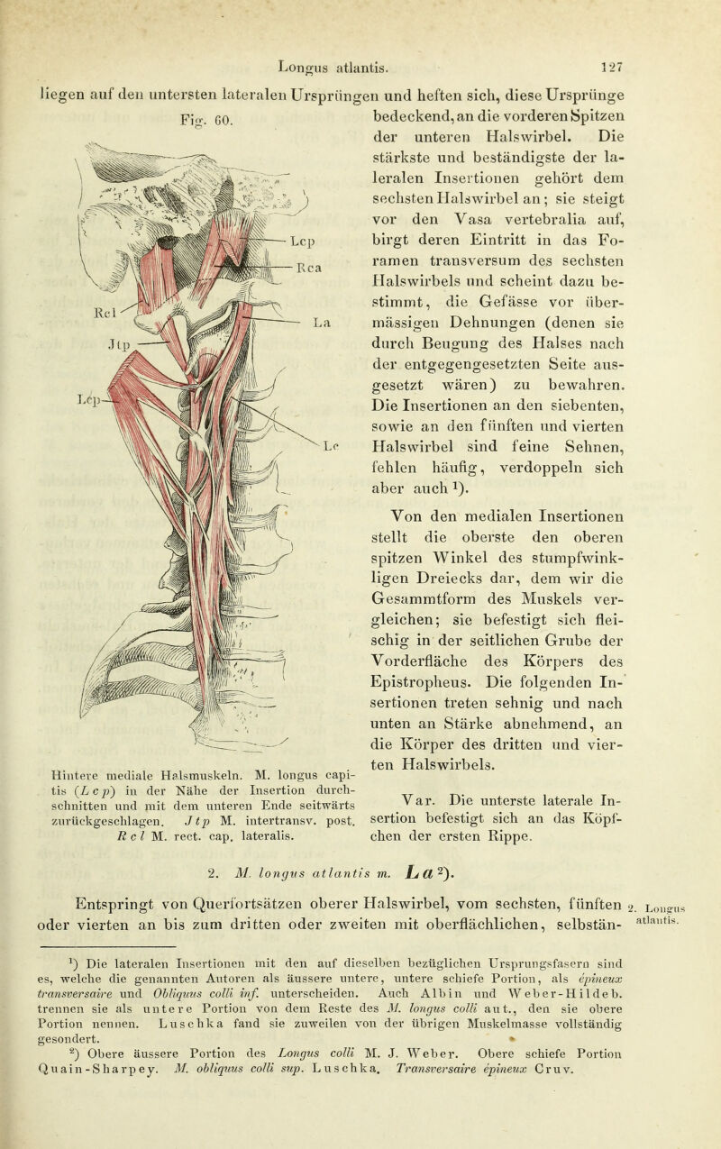 GO. liegen auf den untersten lateralen Ursprüngen und heften sich, diese Ursprünge bedeckend, an die vorderen Spitzen der unteren Halswirbel. Die stärkste und beständigste der la- leralen Insertionen gehört dem sechsten Halswirbel an ; sie steigt vor den Vasa vertebralia auf, birgt deren Eintritt in das Fo- ramen transversum des sechsten Halswirbels und scheint dazu be- stimmt, die Gefässe vor über- mässigen Dehnungen (denen sie durch Beugung des Halses nach der entgegengesetzten Seite aus- gesetzt wären) zu bewahren. Die Insertionen an den siebenten, sowie an den fünften und vierten Halswirbel sind feine Sehnen, fehlen häufig, verdoppeln sich aber auch i). Von den medialen Insertionen stellt die oberste den oberen spitzen Winkel des stumpfwink- ligen Dreiecks dar, dem wir die Gesammtform des Muskels ver- gleichen; sie befestigt sich flei- schig in der seitlichen Grube der Vorderfläche des Körpers des Epistropheus. Die folgenden In- sertionen treten sehnig und nach unten an Stärke abnehmend, an die Körper des dritten und vier- ten Halswirbels. Hintere mediale Halsmuskeln. M. longus capi- tis (L c p) in der Nähe der Insertion durch- schnitten und mit dem unteren Ende seitwärts zurückgeschlagen. Jtp M. intertransv. post. R c l M. rect. cap. lateralis. 2. M. longus atlanti: Var. Die unterste laterale In- sertion befestigt sich an das Köpf- chen der ersten Rippe. Entspringt von Querfortsätzen oberer Halswirbel, vom sechsten, fünften 2. Lous-u oder vierten an bis zum dritten oder zweiten mit oberflächlichen, selbstän- ^^lautis. ^) Die lateralen Insertionen mit den auf dieselben bezüglichen Ursprungsfasern sind es, welche die genannten Autoren als äussere untere, untere schiefe Portion, als epineux transversaire und Obliquus colli inf. unterscheiden. Auch Albin und Weber-Hildeb. trennen sie als untere Portion von dem Reste des M. longus colli aut., den sie obere Portion nennen. Luschka fand sie zuweilen von der übrigen Muskelmasse vollständig gesondert. » ^) Obere äussere Portion des Longus colli M. J. Weber. Obere schiefe Portion Quain-Sharpey. M. ohliquus colli sup. Luschka. Transversaire epineux Cruv.