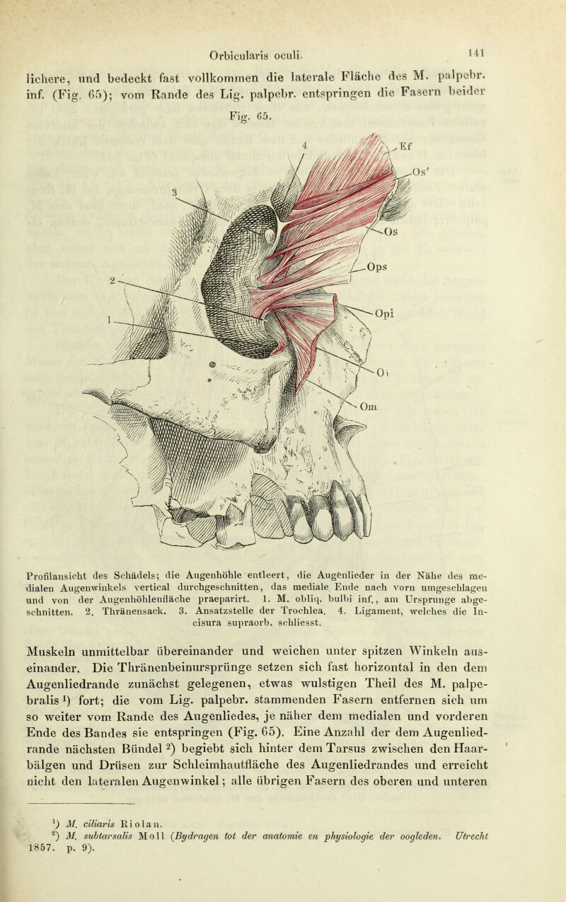 lichere, und bedeckt fast vollkommen die laterale Fläche des M. palpebr. inf. (Fig. 65); vom Rande des Lig. palpebr. entspringen die Fasern beider Fig. 65. Profilansicht des Schädels; die Augenhöhle entleert, die Augenlieder in der Nähe des me- dialen Augenwinkels vertical dixrchgeschnitten, das mediale Ende nach vorn umgeschlagen und von der Augenhöhlenfläche praeparirt. 1. M. obliq. bulbi inf., am Ursprünge abge- schnitten. 2. Thränensack. 3. Ansatzstelle der Trochlea. 4. Ligament, welches die In- cisura supraorb. schliesst. Muskeln unmittelbar übereinander und weichen unter spitzen Winkeln aus- einander. Die Thränenbeinursprünge setzen sich fast horizontal in den dem Augenliedrande zunächst gelegenen, etwas wulstigen Theil des M. palpe- bralis ^) fort; die vom Lig. palpebr. stammenden Fasern entfernen sich um so weiter vom Rande des Augenliedes, je näher dem medialen und vorderen Ende des Bandes sie entspringen (Fig. 65). Eine Anzahl der dem Augenlied- rande nächsten Bündel 2) begiebt sich hinter dem Tarsus zwischen den Haar- bälgen und Drüsen zur Schleimhautfläche des Augenliedrandes und erreicht nicht den lateralen Augenwinkel; alle übrigen Fasern des oberen und unteren ^) M. ciliaris Riol an. ^) M. suhtarsalis Moll (Bydragen tot der anatomie en physiologie der oogleden. Utrecht 1857. p. 9).