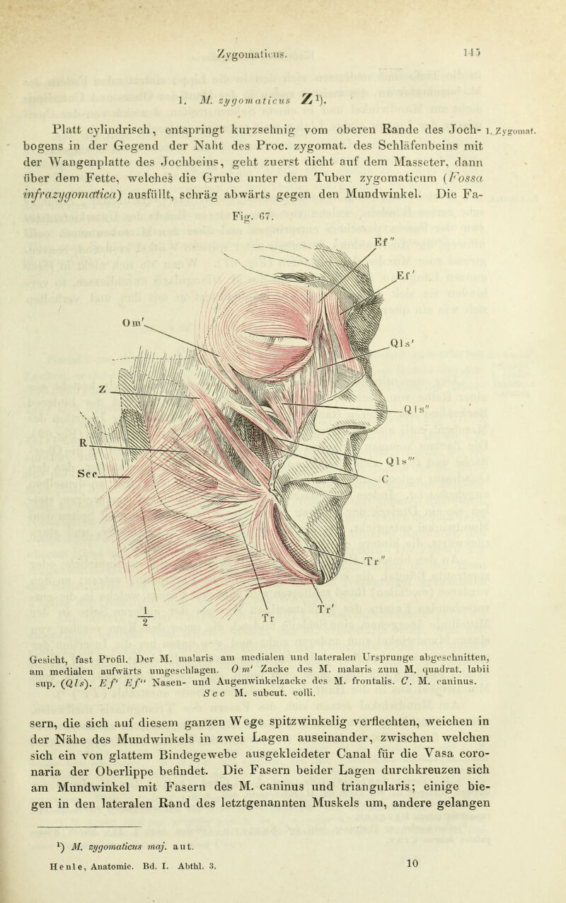Zygomatiius. 11> 1. M. z7/gomaticus Z^). Platt cylindrisch, entspringt kurzsehnig vom oberen Rande des Joch-i. Zygomat. bogens in der Gegend der Naht des Proc. zygomat. des Schläfenbeins mit der Wangenplatte des Jochbeins, geht zuerst dicht auf dem Masseter, dann über dem Fette, welches die Grube unter dem Tuber zygoraaticum {Fossa infrazygomaticct) ausfüllt, schräg abwärts gegen den Mundwinkel. Die Fa- Fig. G7. Gesicht, fast Profil. Der M. malaris am medialen und lateralen Ursprünge abgeschnitten, am medialen aufwärts umgeschlagen. 0 m' Zacke des M. malaris zum M, quadrat. labü sup. Ef Ef Nasen- und Augenwinkelzacke des M. frontalis. C. M. caninus. See M. subcut. colli. Sern, die sich auf diesem ganzen Wege spitzwinkelig verflechten, weichen in der Nähe des Mundwinkels in zwei Lagen auseinander, zwischen welchen sich ein von glattem Bindegewebe ausgekleideter Canal für die Vasa coro- naria der Oberlippe befindet. Die Fasern beider Lagen durchkreuzen sich am Mundwinkel mit Fasern des M. caninus und triangularis; einige bie- gen in den lateralen Rand des letztgenannten Muskels um, andere gelangen ^) M. zygomaticus maj. aut. He nie, Anatomie. Bd. I. Abthl. 3. 10