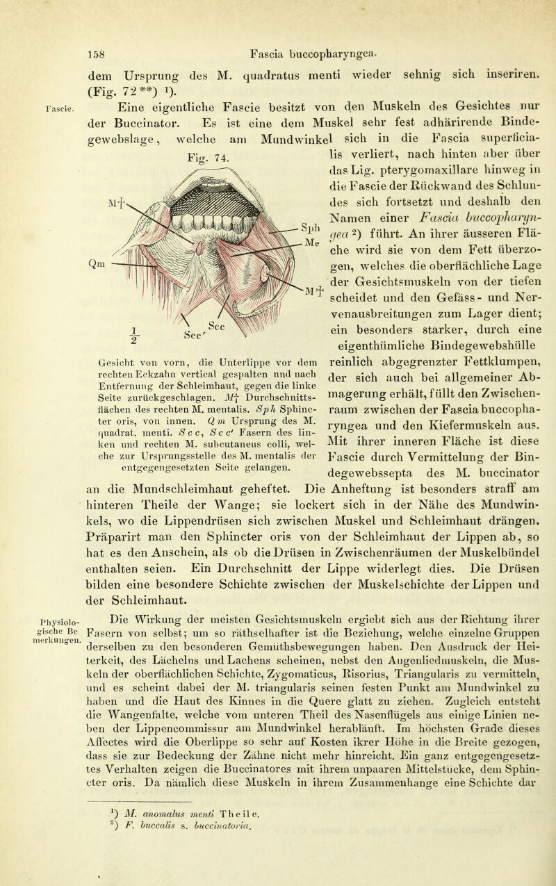 Physiolo- gische Be nierkungeii 158 Fascia buccopharyngea. dem Ursprung des M. qaadratus menti wieder sehnig sich inseriren. (Fig. 72**) 1). Eine eigentliche Fascie besitzt von den Muskeln des Gesichtes nur der Buccinator. Es ist eine dem Muskel sehr fest adhärirende Binde- gewebslage, welche am Mundwinkel sich in die Fascia superficia- pjg_ 74 Iis verliert, nach hinten aber über dasLig. pterygomaxillare hinweg in die Fascie der Rückwand des Schlun- des sich fortsetzt und deshalb den Namen einer Fascia buccoi^liaryn- fjea 2) führt. An ihrer äusseren Flä- che wird sie von dem Fett überzo- gen, welches die oberflächliche Lage der Gesichtsmuskeln von der tiefen scheidet und den Gefäss- und Ner- venausbreitungen zum Lager dient; ein besonders starker, durch eine eigenthümliche Bindegewebshülle reinlich abgegrenzter Fettklumpen, der sich auch bei allgemeiner Ab- magerung erhält, füllt den Zwischen- raum zwischen der Fascia buccopha- ryngea und den Kiefermuskeln aus. Mit ihrer inneren Fläche ist diese P^ascie durch Vermittelung der Bin- degewebssepta des M. buccinator an die Mundschleimhaut geheftet. Die Anheftung ist besonders straif am hinteren Theile der Wange; sie lockert sich in der Nähe des Mundwin- kels, wo die Lippendrüsen sich zwischen Muskel und Schleimhaut drängen. Präparirt man den Sphincter oris von der Schleimhaut der Lippen ab, so hat es den Anschein, als ob die Drüsen in Zwischenräumen der Muskelbündel enthalten seien. Ein Durchschnitt der Lippe widerlegt dies. Die Drüsen bilden eine besondere Schichte zwischen der Muskelschichte der Lippen und der Schleimhaut. Die Wirkung der meisten Gesiclitsmuskeln ergiebt sich aus der Richtung ihrer Fasern von selbst; um so räthseihafter ist die Beziehung, welche einzelne Gruppen derselben zu den besonderen Gemüthsbewegungen haben. Den Ausdruck der Hei- terkeit, des Lächelns und Lachens scheinen, nebst den Augenlicdiuuskeln, die Mus- keln der oberflächlichen Schichte, Zygomaticus, Risorius, Triangularis zu vermitteln^ und es scheint dabei der M. triangularis seinen festen Punkt am Mundwinkel zu haben und die Haut des Kinnes in die Quere glatt zu ziehen. Zugleich entsteht die Wangenfalte, welche vom unteren Theil des Nasenflügels aus einige Linien ne- ben der Lippencommissur am Mundwinkel herabläuft. Im höchsten Grade dieses Affectes wird die Oberhppe so sehr auf Kosten ikrer Höhe in die Breite gezogen, dass sie zur Bedeckung der Zähne nicht mehr hinreicht. Ein ganz entgegengesetz- tes Verhalten zeigen die Buccinatores mit ihrem unpaaren Mittelstlicke, dem Sphin- cter oris. Da nämlich diese Muskeln in ihrem Zusammenhange eine Schichte dar Gesicht von vorn, die Unterlippe vor dem rechten Eckzahn vertical gespalten nnd nach Entfernung der Schleimhaut, gegen die linke Seite zurückgeschlagen. Äl-f Durchschnitts- flächen des rechten M. mentalis. Sph Sphinc- ter oris, von innen. Q m Ursprung des M. quadrat. menti. See, See' Fasern des lin- ken und rechten M. subcutaneus colli, wel- che zur Ursprungsstelle des M. mentalis der entgegengesetzten Seite gelangen. ^) 31. anomalus menti Theile. ^) F. huccalis s. huceinaturia.