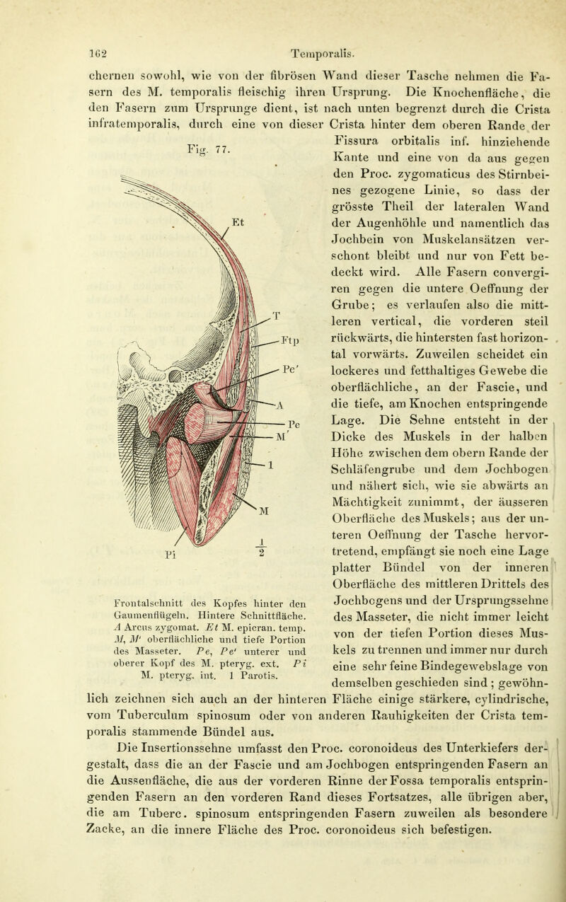 77. 1G2 Temporaiis. ehernen sowohl, wie von der fibrösen Wand dieser Tasche nehmen die Fa- sern des M. temporalis fleis(3hig ihren Ursprung. Die Knochenfläche, die den Fasern zum Ursprünge dient, ist nach unten begrenzt durch die Crista infratemporalis, durch eine von dieser Crista hinter dem oberen Rande der Fissura orbitalis inf. hinziehende Kante und eine von da aus gejjen den Proc. zygomaticus des Stirnbei- nes gezogene Linie, so dass der grösste Theil der lateralen Wand der Augenhöhle und namentlich das Jochbein von Muskelansätzen ver- schont bleibt und nur von Fett be- deckt wird. Alle Fasern convergi- ren gegen die untere Oeffnung der Grube; es verlaufen also die mitt- leren vertical, die vorderen steil rückwärts, die hintersten fast horizon- tal vorwärts. Zuweilen scheidet ein lockeres und fetthaltiges Gewebe die oberflächliche, an der Fascie, und die tiefe, am Knochen entspringende Lage. Die Sehne entsteht in der Dicke des Muskels in der halben Höhe zwischen dem obern Rande der Schläfengrube und dem Jochbogen und nähert sich, wie sie abwärts an Mächtigkeit zunimmt, der äusseren Oberfläche des Muskels; aus der un- teren Oeff'nung der Tasche hervor- tretend, empfängt sie noch eine Lage platter Bündel von der inneren Oberfläche des mittleren Drittels des Jochbcgens und der Ursprungssehne des Masseter, die nicht immer leicht von der tiefen Portion dieses Mus- kels zu trennen und immer nur durch eine sehr feine Bindegewebslage von demselben geschieden sind ; gewöhn- Frontalschnitt des Kopfes hinter den Gaumenflügeln. Hintere Schnittfläche. A Arcus zygomat, IJt M. epicran. temp. M, 3P oberflächliche und tiefe Portion des Masseter. Pe, Pe' unterer und oberer Kopf des M. pteryg. ext. Pi M. pteryg, int. 1 Parotis. lieh zeichnen sich auch an der hinteren Fläche einige stärkere, cylindrische, vom Tuberculum spinosum oder von anderen Rauhigkeiten der Crista tem- poralis stammende Bündel aus. Die Insertionssehne umfasst den Proc. coronoideus des Unterkiefers der- gestalt, dass die an der Fascie und am Jochbogen entspringenden Fasern an die Aussenfläche, die aus der vorderen Rinne derFossa temporalis entsprin- genden Fasern an den vorderen Rand dieses Fortsatzes, alle übrigen aber, die am Tuberc. spinosum entspringenden Fasern zuweilen als besondere Zacke, an die innere Fläche des Proc. coronoideus sich befestigen.