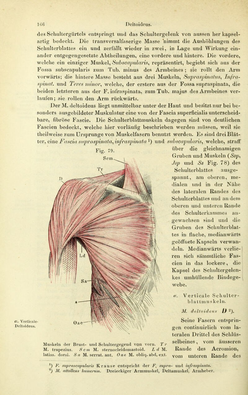 «. Verticale- Deltoideus. des Schultergürtels entspringt und das Schultergelenk von aussen her kapsel- artig bedeckt. Die transversalfaserige Masse nimmt die Aushöhlungen des Schulterblattes ein und zerfällt wieder in zwei, in Lage und Wirkung ein- ander entgegengesetzte Abtheilungen, eine vordere und hintere. Die vordere, welche ein einziger Muskel^ Siibscapularis^ repräsentirt, begiebt sich aus der Fossa subscapularis zum Tub. minus des Armbeines ; sie rollt den Arm vorwärts; die hintere Masse besteht aus drei Muskeln, Sitprasjnnahis^ Infra- spinat. und Teres m{noi\ welche, der erstere aus der Fossa supraspinata, die beiden letzteren aus der F. infraspinata, zum Tub. majus des Armbeines ver- laufen; sie rollen den Arm rückwärts. Der M. deltoideus liegt unmittelbar unter der Haut und besitzt nur bei be- sonders ausgebildeter Muskulatur eine von der Fascia superficialis unterscheid- bare, fibröse Fascie. Die Schulterblattmuskeln dagegen sind von deutlichen Fascien bedeckt, welche hier vorläufig beschrieben werden müssen, weil sie theil weise zum Ursprünge von Muskelfasern benutzt werden. Es sind drei Blät- ter, eine F(iscia supraspinata^ infraspinata'^) und suhscapidaris^ welche, straff über die gleichnamigen Gruben und Muskeln (»Ssp, Jsp und Ss Fig. 78) des Schulterblattes ausge- spannt, am oberen, me- dialen und in der Nähe des lateralen Randes des Schulterblattes und an den» oberen und unteren Rande des Schulterkammes au- gewachsen sind und die Gruben des Schulterblat- tes in flache, medianwärts geöffnete Kapseln verwan- deln. Medianwärts verlie- ren sich sämmtliche Fas- cien in das lockere, die Kapsel des Schultergelen- kes umhüllende Bindege- webe. a. Verticale Schulter- bhittinuskeln. M. deltoideus l) 2). Seine Fasern entsprin- gen continuirlich vom la- teralen Drittel des Schlüs- selbeines , vom äusseren Rande des Acromion, vom unteren Rande des Muskeln der Brust- und Scliultergegend von vorn. T r M. trapezius. Sem M. sternocleidomastoid. Ld M. latiss. dorsi. Sa M. serrat. ant. Oae M. obliq. abd. ext. ^) F. suprascapularis Krause entspricht der F. supra- und infraspinaia. ®) M. atlollens humerum. Dreieckiger Armmuskel, Deltamuskel, Armheber.