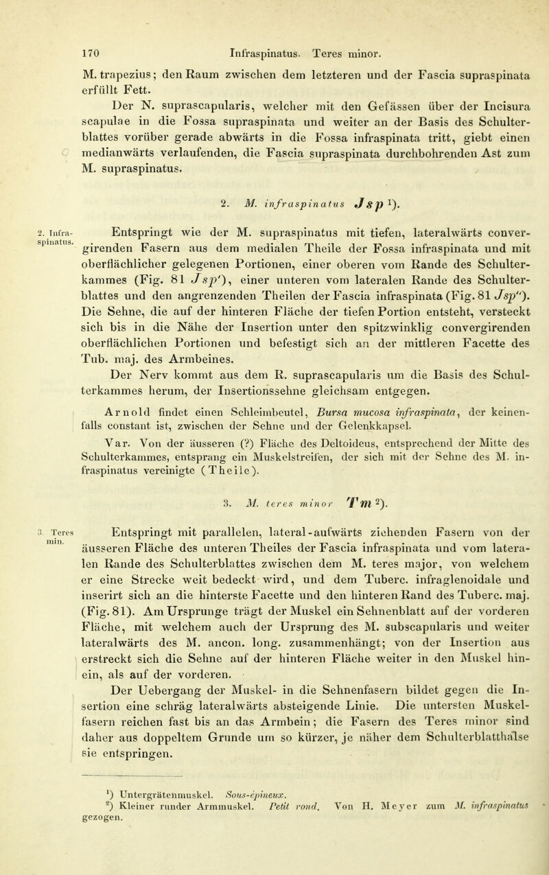 M. trapezius; den Raum zwischen dem letzteren und der Fascia supraspinata erfüllt Fett. Der N. suprascapularis, welcher mit den Gefässen über der Incisura scapulae in die Fossa supraspinata und weiter an der Basis des Schulter- blattes vorüber gerade abwärts in die J'ossa infraspinata tritt, giebt einen medianwärts verlaufenden, die Fascia supraspinata durchbohrenden Ast zum M. supraspinatus. 2. M. infraspinatus Jsp^^. 2. Tnfia- Entspringt wie der M. supraspinatus mit tiefen, lateralwärts conver- spuiatus, g-pgjj^gjj Fasern aus dem medialen Theile der Fossa infraspinata und mit oberflächlicher gelegenen Portionen, einer oberen vom Rande des Schulter- kammes (Fig. 81 Jsp')^ einer unteren vom lateralen Rande des Schulter- blattes und den angrenzenden Theilen der Fascia infraspinata (Fig. 8 iJsp)« Die Sehne, die auf der hinteren Fläche der tiefen Portion entsteht, versteckt sich bis in die Nähe der Insertion unter den spitzwinklig convergirenden oberflächlichen Portionen und befestigt sich an der mittleren Facette des Tub. maj. des Armbeines. Der Nerv kommt aus dem R. suprascapularis um die Basis des Schul- terkammes herum, der Insertionssehne gleichsam entgegen. Arnold findet einen Schleimbeutel, Bursa mucosa infraspinata, der keinen- falls constant ist, zwischen der Sehne und der Gelenkkapsel. Var. Von der äusseren (?) Fläche des Deltoideus, entsprechend der Mitte des Schulterkammes, entsprang ein Muskelstreifen, der sich mit der Sehne des M. in- fraspinatus vereinigte (Theile). 3. M. teres minor Tm 2). 0. Teres Entspringt mit parallelen, lateral-aufwärts ziehenden Fasern von der  äusseren Fläche des unteren Theiles der Fascia infraspinata und vom latera- len Rande des Schulterblattes zwischen dem M. teres major, von welchem er eine Strecke weit bedeckt wird, und dem Tuberc. infraglenoidale und inserirt sich an die hinterste Facette und den hinteren Rand des Tuberc. maj. (Fig. 81). Am Ursprünge trägt der Muskel ein Sehnenblatt auf der vorderen Fläche, mit welchem auch der Ursprung des M. subscapularis und weiter lateralwärts des M. ancon. long, zusammenhängt; von der Insertion aus ' erstreckt sich die Sehne auf der hinteren Fläche weiter in den Muskel hin- ein, als auf der vorderen. Der Uebergang der Muskel- in die Sehnenfasern bildet gegen die In- sertion eine schräg lateralwärts absteigende Linie. Die untersten Muskel- fasern reichen fast bis an das Armbein; die Fasern des Teres minor sind daher aus doppeltem Grunde um so kürzer, je näher dem Schulterblatthalse sie entspringen. ^) Untergrätenmuskel. Sous-epineux. ^) Kleiner runder Armmuskel. Petit rond. Von H. Meyer zum M. infraspinatus gezogen.