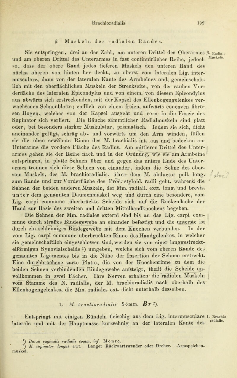 ß. Muskeln des radialen Randes. Sie entspringen, drei an der Zahl, am unteren Drittel des Oberarmes ß. Radiale und am oberen Drittel des Unterarmes in fast continuirlicher Reihe, jedoch so, dass der obere Rand jedes tieferen Muskels den unteren Rand des nächst oberen von hinten her deckt, zu oberst vom lateralen Lig. inter- musculare, dann von der lateralen Kante des Armbeines und, gemeinschaft- lich mit den oberflächlichen Muskeln der Streckseite, von der rauhen Vor- derfläche des lateralen Epicondylus und von einem, von diesem Epicondylus aus abwärts sich erstreckenden, mit der Kapsel des Ellenbogengelenkes ver- wachsenen Sehnenblatte; endlich von einem freien, aufwärts concaven fibrö- sen Bogen, welcher von der Kapsel ausgeht und vorn in die Fascie des Supinator sich verliert. Die Bäuche sämmtlicher Radialmuskeln sind platt oder, bei besonders starker Muskulatur, prismatisch. Indem sie sich, dicht aneinander gefügt, schräg ab- und vorwärts um den Arm winden, füllen sie die oben erwähnte Rinne des M. brachialis int. aus und bedecken am Unterarme die vordere Fläche des Radius. Am mittleren Drittel des Unter- armes gehen sie der Reihe nach und in der Ordnung, wie sie am Armbeine entspringen, in platte Sehnen über und gegen das untere Ende des Unter- armes trennen sich diese Sehnen von einander, indem die Sehne des ober- sten Muskels, des M. brachioradialis, über dem M. abductor poll. long. , zum Rande und zur Vorderfläche des Proc. styloid. radii geht, während die Sehnen der beiden anderen Muskeln, der Mm. radiall. extt. long, und brevis, unter dem genannten Dauraenmuskel weg und durch eine besondere, vom Lig. carpi commune überbrückte Scheide sich auf die Rückenfläche der Hand zur Basis des zweiten und dritten Mittelhandknochens begeben. Die Sehnen der Mm. radiales externi sind bis an das Lig. carpi com- mune durch straffes Bindegewebe an einander befestigt und die unterste ist durch ein schleimiges Bindegewebe mit dem Knochen verbunden. In der vom Lig. carpi commune überbrückten Rinne des Handgelenkes, in welcher sie gemeinschaftlich eingeschlossen sind, werden sie von einer langgestreckt- eiförmigen Synovialscheide i) umgeben, welche sich vom oberen Rande des genannten Ligamentes bis in die Nähe der Insertion der Sehnen erstreckt. Eine durchbrochene zarte Platte, die von der Knochenrinne zu dem die beiden Sehnen verbindenden Bindegewebe aufsteigt, theilt die Scheide un- j vollkommen in zwei Fächer. Ihre Nerven erhalten die radialen Muskeln ' vom Stamme des N. radialis, der M. brachioradialis nach oberhalb des Ellenbogengelenkes, die Mm. radiales ext. dicht unterhalb desselben. 1. M. brachioradialis Sömm. ßr'^). Entspringt mit einigen Bündeln fleischig aus dem Lig. intermusculare i. BracWo- laterale und mit der Hauptmasse kurzsehnig an der lateralen Kante des ^*'^* ^) Bursa vaginalis radialis comm. inf. Monro. ^) M. swpinator longus aut. Langer Rückwärtswender oder Drehei% Armspeichen- muskel.