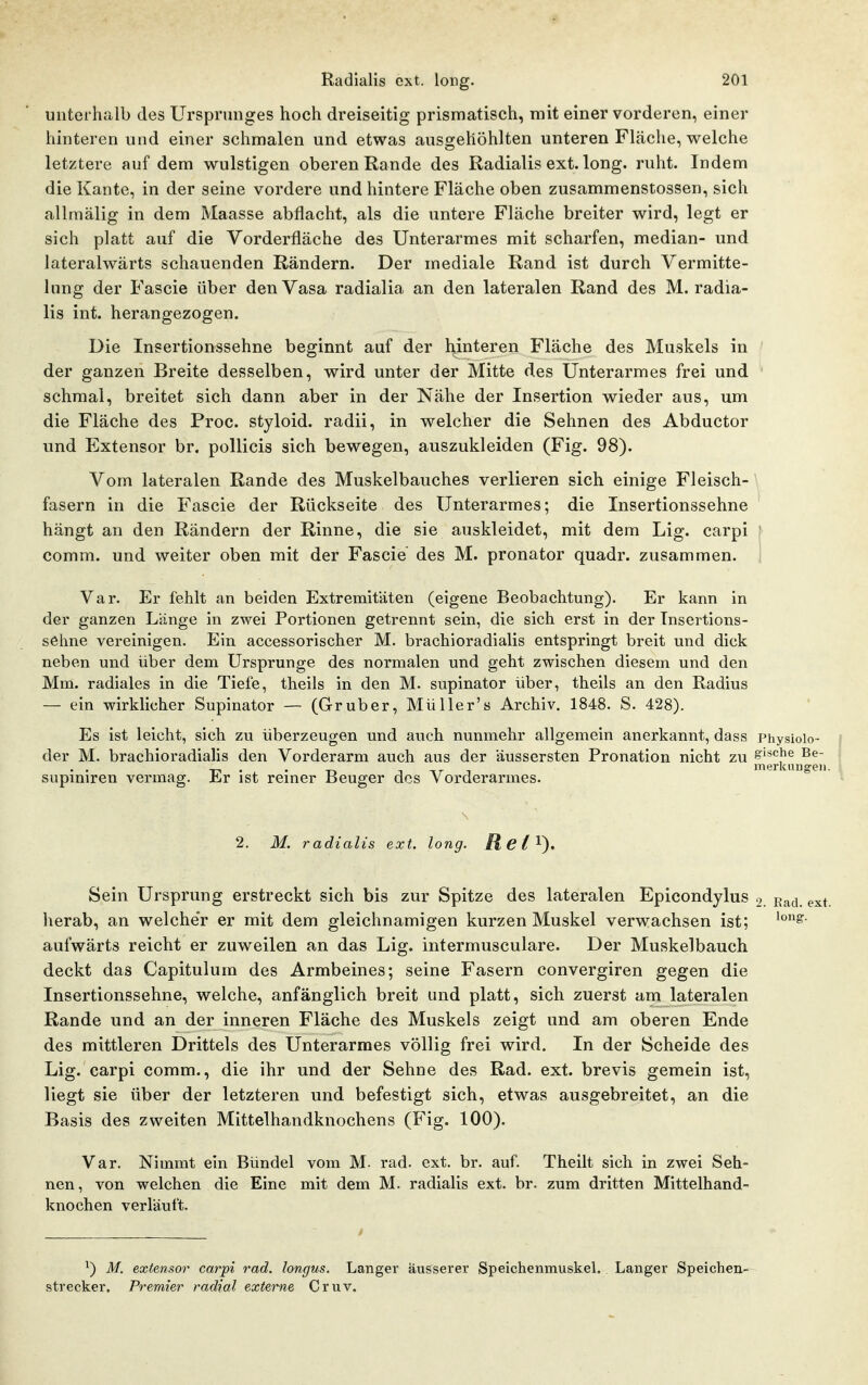 unterhalb des Ursprunges hoch dreiseitig prismatisch, rait einer vorderen, einer hinteren und einer schmalen und etwas ausgehöhlten unteren Fläche, welche letztere auf dem wulstigen oberen Rande des Radialis ext. long. ruht. Indem die Kante, in der seine vordere und hintere Fläche oben zusammenstossen, sich allmälig in dem Maasse abflacht, als die untere Fläche breiter wird, legt er sich platt auf die Vorderfläche des Unterarmes mit scharfen, median- und lateralwärts schauenden Rändern. Der mediale Rand ist durch Vermitte- lung der Fascie über denVasa radialia an den lateralen Rand des M. radia- lis int. herangezogen. Die Insertionssehne beginnt auf der hinteren Fläche des Muskels in der ganzen Breite desselben, wird unter der Mitte des Unterarmes frei und schmal, breitet sich dann aber in der Nähe der Insertion wieder aus, um die Fläche des Proc. styloid. radii, in welcher die Sehnen des Abductor und P]xtensor br. pollicis sich bewegen, auszukleiden (Fig. 98). Vom lateralen Rande des Muskelbauches verlieren sich einige Fleisch- fasern in die Fascie der Rückseite des Unterarmes; die Insertionssehne hängt an den Rändern der Rinne, die sie auskleidet, mit dem Lig. carpi ' comm. und weiter oben mit der Fascie des M. pronator quadr. zusammen, i Var. Er fehlt an beiden Extremitäten (eigene Beobachtung). Er kann in der ganzen Länge in zwei Portionen getrennt sein, die sich erst in der Insertions- sehne vereinigen. Ein accessorischer M. brachioradialis entspringt breit und dick neben und über dem Ursprünge des normalen und geht zwischen diesem und den Mm. radiales in die Tiefe, theils in den M. supinator über, theils an den Radius — ein wirklicher Supinator — (Grüber, Müller's Archiv. 1848. S. 428). Es ist leicht, sich zu überzeugen und auch nunmehr allgemein anerkannt, dass Physioio- der M. brachioradialis den Vorderarm auch aus der äussersten Pronation nicht zu ^'*cjie Be- ■r« . . T-» T TT- T merkungei supmiren vermag. Jbr ist reiner Beuger des Vorderarmes. 2, M. radialis ext. long. Ret^^. Sein Ursprung erstreckt sich bis zur Spitze des lateralen Epicondylus 9. Rad. ( herab, an welche'r er mit dem gleichnamigen kurzen Muskel verwachsen ist; aufwärts reicht er zuweilen an das Lig. intermusculare. Der Muskelbauch deckt das Capitulum des Armbeines; seine Fasern convergiren gegen die Insertionssehne, welche, anfänglich breit und platt, sich zuerst am lateralen Rande und an der inneren Fläche des Muskels zeigt und am oberen Ende des mittleren Drittels des Unterarmes völlig frei wird. In der Scheide des Lig. carpi comm., die ihr und der Sehne des Rad. ext. brevis gemein ist, liegt sie über der letzteren und befestigt sich, etwas ausgebreitet, an die Basis des zweiten Mittelhandknochens (Fig. 100). Var. Nimmt ein Bündel vom M- rad. ext. br. auf. Theilt sich in zwei Seh- nen, von welchen die Eine mit dem M. radialis ext. br. zum dritten Mittelhand- knochen verläuft. ^) M. extensor carpi rad. longus. Langer äusserer Speichenmuskel. Langer Speichen- Strecker. Premier radial externe Cruv.