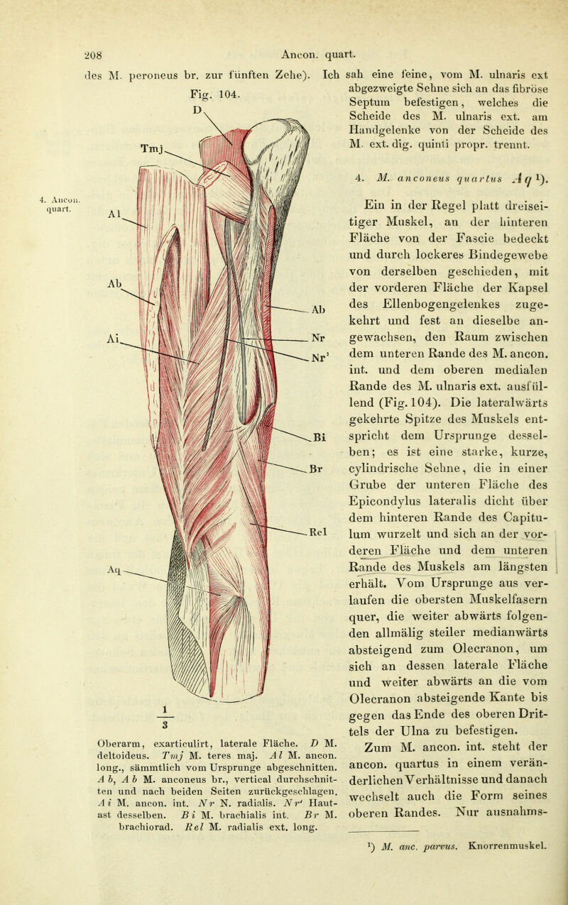 des M. peroneus br. zur fünften Zehe). Ich 4. Aucoii. quart. 3 Oberarm, exarticulirt, laterale Fläche. D M. deltoideus. Tmj M. teres maj. AI M.. ancon. long., sämmtlich vom Ursprünge abgeschnitten. A b, A b M.. anconeus br., vertical durchschnit- ten und nach beiden Seiten zurückgeschlagen. Ai M. ancon. int. iVr N. radialis. Nr' Haut- ast desselben. Bi M. brachialis int. Br M. brachiorad. Rel M. radialis ext. long. sah eine ieine, vom M. ulnaris ext abgezweigte Sehne sich an das fibröse Septum befestigen, welches die Scheide des M. ulnaris ext. am Handgelenke von der Scheide des M. ext. dig. quinli propr. trennt. 4. M. anconeus quartus A (J Ein in der Regel platt dreisei- tiger Muskel, an der hinteren Fläche von der Fascie bedeckt und durch lockeres Bindegewebe von derselben geschieden, mit der vorderen Fläche der Kapsel des Ellenbogengelenkes zuge- kehrt und fest an dieselbe an- gewachsen, den Raum zwischen dem unteren Rande des M. ancon. int. und dem oberen medialen Rande des M. ulnaris ext. ausfül- lend (Fig. 104). Die lateralwärts gekehrte Spitze des Muskels ent- spricht dem Ursprünge dessel- ben; es ist eine starke, kurze, cylindrische Sehne, die in einer Grube der unteren Fläche des Epicondylus lateralis dicht über dem hinteren Rande des Capitu- lum wurzelt und sich an der vor- deren Fläche und dem unteren Rande des Muskels am längsten erhält. Vom Ursprünge aus ver- laufen die obersten Muskelfasern quer, die weiter abwärts folgen- den allmälig steiler medianwärts absteigend zum Olecranon, um sich an dessen laterale Fläche und weiter abwärts an die vom Olecranon absteigende Kante bis gegen das Ende des oberen Drit- tels der Ulna zu befestigen. Zum M. ancon. int. steht der ancon. quartus in einem verän- derlichen Verhältnisse und danach wechselt auch die Form seines oberen Randes. Nur ausnahms- ^) M. anc. parvus. Knorrenmuskel.