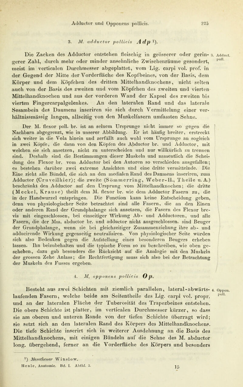 3. M. atlductor pollicis Adp Die Zacken des Adductor entstehen fleischig in grösserer oder gerin- 3. Adduct. gerer Zahl, durch mehr oder minder ansehnliche Zwischenräume gesondert, meist im verticalen Durchmesser abgeplattet, vom Lig. carpi vol. prof. in der Gegend der Mitte der Vorderfläche des Kopfbeines, von der Basis, dem Körper und dem Köpfchen des dritten Mittelhandkuochens, nicht selten auch von der Basis des zweiten und vom Köpfchen des zweiten und vierten Mittelhandknochen und aus der vorderen Wand der Kapsel des zweiten bis vierten Fingercarpalgelenkes. An den lateralen Rand und das laterale Sesambein des Daumens inseriren sie sich durch Vermittelung einer ver- hältnissmässig langen, allseitig von den Muskelfasern umfassten Sehne. Der M. flexor poll. br. ist an seinem Ursprünge nicht immer so gegen die ' Nachbarn abgegrenzt, wie in unserer Abbildung. Er ist häufig breiter, erstreckt sich weiter in die Vola hinein und zerfällt auch wohl vom Ursprünge an sogleich in zwei Köpfe, die dann von den Köpfen des Abductor br. und Adductor, mit welchen sie sich ansetzen, nicht zu unterscheiden und nur willkürlich zu trennen sind. Deshalb sind die Bestimmungen dieser Muskeln und namentlich die Schei- dung des Flexor br. vom Adductor bei den Autoren so verschieden ausgefallen; es bestellen darüber zwei extreme Ansichten und eine dritte vermittelnde. Die Eine zieht alle Bündel, die sich an den medialen Rand des Daumens inseriren, zum Adductor (Cruveilhier); die zweite (Sömmerring, Weber-H., Theile u. A.) beschränkt den Adductor auf den Ursprung vom Mittelhandknoclien; die dritte (Meckel, Krause) theilt dem M. flexor br. wie dem Adductor Fasern zu, die in der Handwurzel entspringen. Die Function kann keine Entscheidung geben, denn von physiologischer Seite betrachtet sind alle Fasern, die an den Einen oder anderen Rand der Grundphalange sich ansetzen, die Fasern des Flexor bre- vis mit eingeschlossen, bei einseitiger Wirkung Ab- und Adductoren, und alle ; Fasern, die der Mm. abductor br. und adductor nicht ausgeschlossen, sind Beuger der Grundphalange, wenn sie bei gleichzeitiger Zusaramenziehung ihre ab- und adducirende Wirkung gegenseitig neutralisiren. Von physiologischer Seite würden sich also Bedenken gegen die Aufstellung eines besonderen Beugers erheben lassen. Ihn beizubehalten und die typische Form so zu beschreiben, wie oben ge- schehen, dazu gab besonders die Rücksicht auf die Analogie mit den Muskeln der grossen Zehe Anlass; die Rechtfertigung muss sich also bei der Betrachtung der Muskeln des Fusses ergeben. 4. 3J. opponens pollicis O p. Besteht aus zwei Schichten mit ziemlich parallelen, lateral-abwärts- 4. Oppou. laufenden Fasern, welche beide am Seitentheile des Lig. carpi vol. propr. und an der lateralen Fläche der Tuberosität des Trapezbeines entstehen. Die obere Schichte ist platter, im verticalen Durchmesser kürzer, so dass sie am oberen und unteren Rande von der tiefen Schichte überragt wird; sie setzt sich an den lateralen Rand des Körpers des Mittelhandknochens. Die tiefe Schichte inserirt sich in weiterer Ausdehnung an die Basis des Mittelhandknochens, mit einigen Bündeln auf die Sehne des M. abductor long, übergehend, ferner an die Vorderfläche des Körpers und besonders ^) Mesothenar Win slow. Heule, Anatomie. Bd. I. Abthl. 3. 15