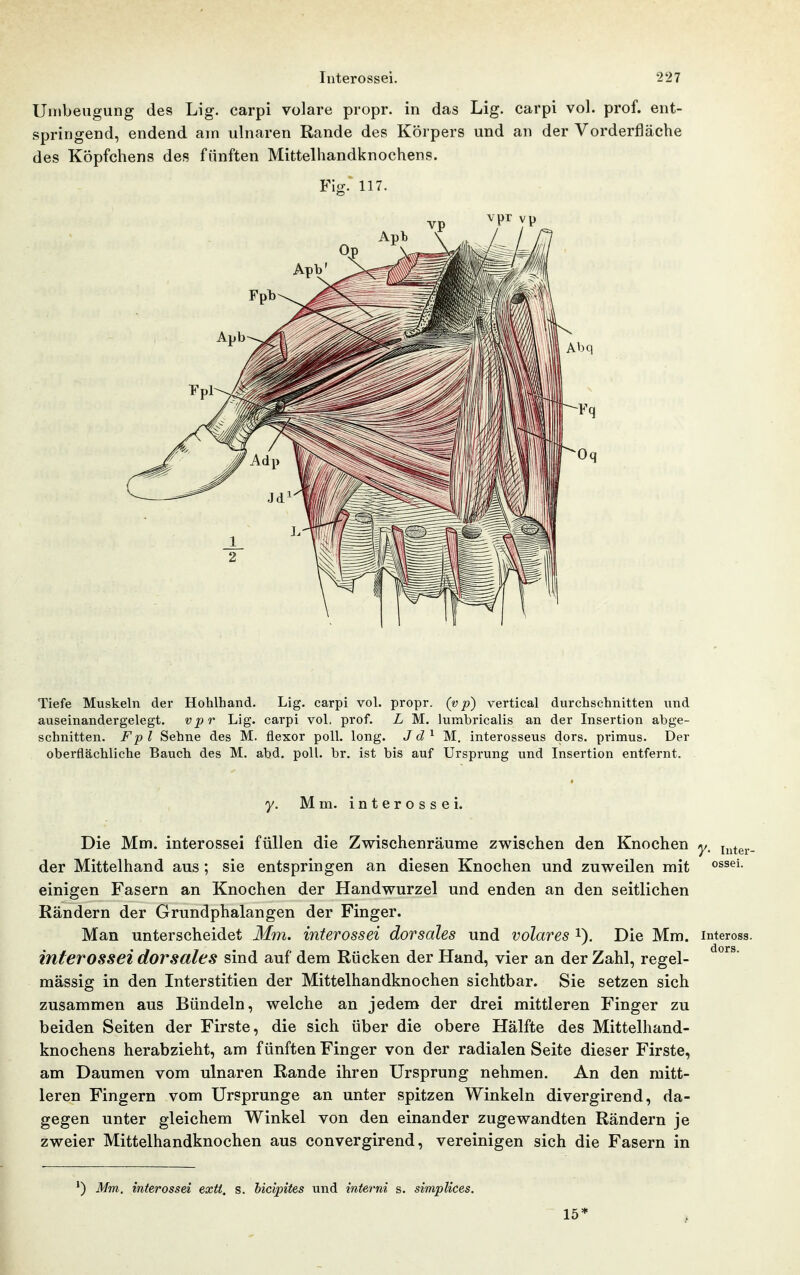 Uinbeiigung des Lig. carpi volare propr. in das Lig. carpi vol. prof. ent- springend, endend am ulnaren Rande des Körpers und an der Vorderfläche des Köpfchens des fünften Mittelhandknochens. Fig. 117. Tiefe Muskeln der Hohlhand. Lig. carpi vol. propr. (vp) vertical durchschnitten und auseinandergelegt. vpr Lig. carpi vol. prof. L M. lumbricalis an der Insertion abge- schnitten. Fpl Sehne des M. flexor poll. long. J<i^ M. interosseus dors. primus. Der oberflächliche Bauch des M. abd. poll. br. ist bis auf Ursprung und Insertion entfernt. y. Mm. interossei. Die Mm. interossei füllen die Zwischenräume zwischen den Knochen y. j^^^g^.. der Mittelhand aus ; sie entspringen an diesen Knochen und zuweilen mit einigen Fasern an Knochen der Handwurzel und enden an den seitlichen Rändern der Grundphalangen der Finger. Man unterscheidet Mm. interossei dorsales und volares i). Die Mm. inteross. interossei dorsales sind auf dem Rücken der Hand, vier an der Zahl, regel- massig in den Interstitien der Mittelhandknochen sichtbar. Sie setzen sich zusammen aus Bündeln, welche an jedem der drei mittleren Finger zu beiden Seiten der Firste, die sich über die obere Hälfte des Mittelhand- knochens herabzieht, am fünften Finger von der radialen Seite dieser Firste, am Daumen vom ulnaren Rande ihren Ursprung nehmen. An den mitt- leren Fingern vom Ursprünge an unter spitzen Winkeln divergirend, da- gegen unter gleichem Winkel von den einander zugewandten Rändern je zweier Mittelhandknochen aus convergirend, vereinigen sich die Fasern in ') Mm, interossei extt. s. bicipites und interni s. simpUces. 15*