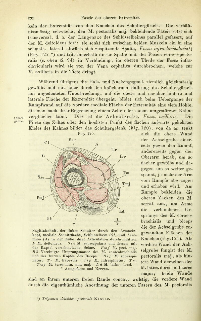 Achsel- grube. Fi(T. 120. kein der Extremität von den Knochen des Schultergürtels. Die verhält- nissmässig schwache, den M. pectoralis maj. bekleidende Fascie setzt sich transversa], d. h. der Längenaxe des Schlüsselbeines parallel gefasert, auf den M. deltoideus fort; sie senkt sich zwischen beiden Muskeln ein in eine schrnale, lateral abwärts sich zuspitzende Spalte, Fossa infraclavicularis^) (Fig. 122 *) und tritt innerhalb dieser Spalte mit der Fascia coraco-pecto- ralis (s. oben S. 94) in Verbindung; im oberen Theile der Fossa infra- clavicularis wird sie von der Vena cephalica durchbrochen, welche zur V. axillaris in die Tiefe dringt. Während übrigens die Hals- und Nackengegend, ziemlich gleichmässig gewölbt und mit einer durch den knöchernen Halbring des Schultergürtels nur angedeuteten Unterbrechung, auf die obere und nachher hintere und laterale Fläche der Extremität übergeht, bildet sich beim Uebergange der Rumpfwand auf die vordere mediale Fläche der Extremität eine tiefe Höhle, die man nach ihrer Begrenzung einem Zelte oder einem umgestürzten Kahne vergleichen kann. Dies ist die Achselgrube, Fossa axillaris. Die Firste des Zeltes oder den höchsten Punkt des flachen aufwärts gekehrten Kieles des Kahnes bildet das Schultergelenk (Fig. 120); von da an senkt sich die obere Wand der Achselgrube einer- seits gegen den Rumpf, andererseits gegen den Oberarm herab, um so flacher gewölbt und da- gegen um so weiter ge- spannt, je mehr der Arm vom Rumpfe abgezogen und erhoben wird. Am Rumpfe bekleiden die oberen Zacken des M. serrat. ant., am Arme die verbundenen Ur- sprünge des M. coraco- brachialis und biceps die der Achselgrube zu- gewandten Flächen der Knochen (Fig. 121). Als vordere Wand der Ach- selgrube fungirt der M. pectoralis maj., als hin- tere Wand derselben der M.latiss. dorsi und teres Sagittalschnitt der linken Schulter durch den Armbein- kopf, mediale Schnittfläche, Schlüsselbein {Gl) und Acro- mion (Ä) in der Nähe ihrer Articulation durchschnitten. D M. deltoideus. 8 s c M. subscapularis und dessen mit der Kapsel verschmolzene Sehne. Pmj M. pect. maj. B b Vereinigte Ursprungsmasse des M. coracobrachialis und des kurzen Kopfes des Biceps. Ssp M. supraspi- natus. Tr M, trapezius. Jsp M. infraspinatus. Tm, Tmj M. teres min. und maj. Ld M. latiss, dorsi. * Armgefässe und Nerven. major; beide Wände sind an ihrem unteren freien Rande concav, wulstig, die vordere Wand durch die eigenthümliche Anordnung der unteren Fasern des. M. pectoralis ^) Trigonum deltoideo -pectorale Krause.