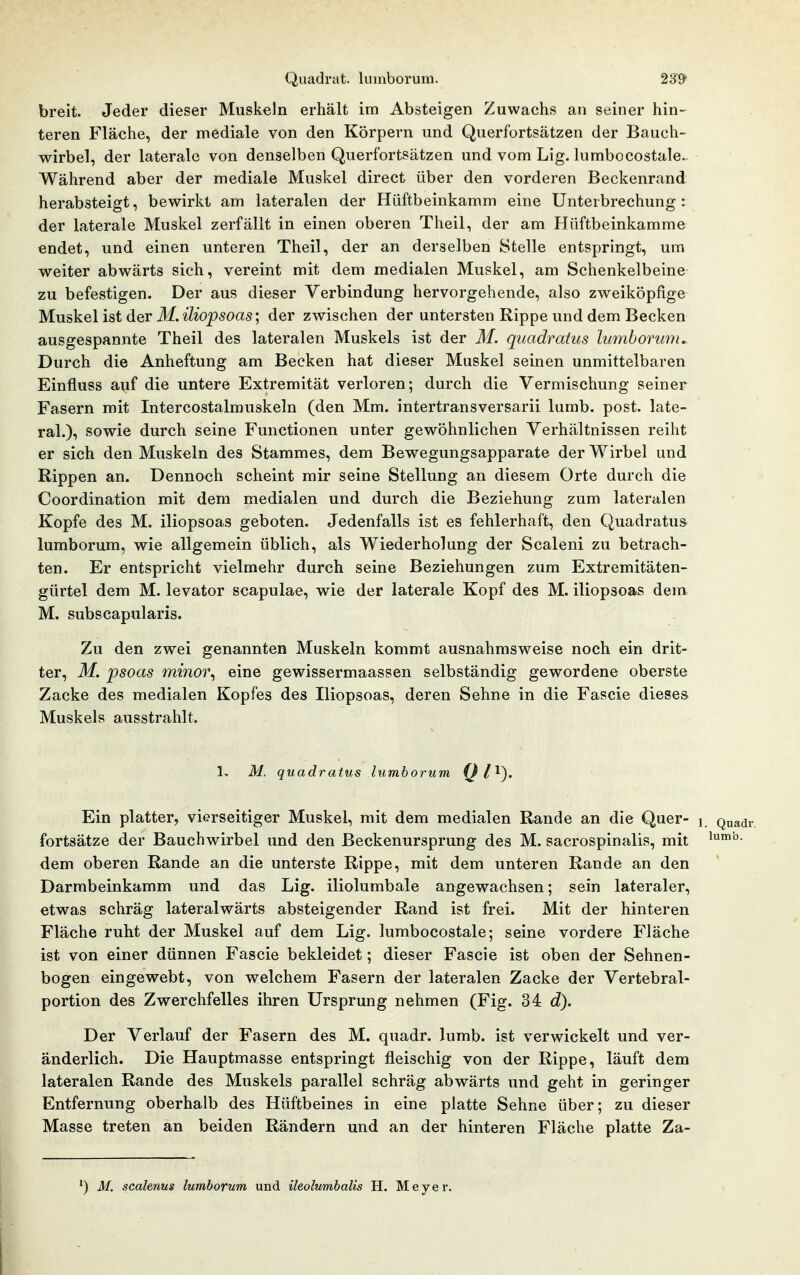 breit. Jeder dieser Muskeln erhält im Absteigen Zuwachs an seiner hin- teren Fläche, der mediale von den Körpern und Querfortsätzen der Bauch- wirbel, der laterale von denselben Querfortsätzen und vom Lig. lumbocostale. Während aber der mediale Muskel direct über den vorderen Beckenrand herabsteigt, bewirkt am lateralen der Hüftbeinkamm eine Unterbrechung: der laterale Muskel zerfällt in einen oberen Theil, der am Hnftbeinkamme endet, und einen unteren Theil, der an derselben Stelle entspringt, um weiter abwärts sich, vereint mit dem medialen Muskel, am Schenkelbeine zu befestigen. Der aus dieser Verbindung hervorgehende, also zweiköpfige Muskel ist der M. iliopsoas; der zwischen der untersten Rippe und dem Becken ausgespannte Theil des lateralen Muskels ist der M. quadraius lumborunu Durch die Anheftung am Becken hat dieser Muskel seinen unmittelbaren Einfluss auf die untere Extremität verloren; durch die Vermischung seiner Fasern mit Intercostalmuskeln (den Mm. intertransversarii lumb. post. late- ral.), sowie durch seine Functionen unter gewöhnlichen Verhältnissen reiht er sich den Muskeln des Stammes, dem Bewegungsapparate der Wirbel und Rippen an. Dennoeh scheint mir seine Stellung an diesem Orte durch die Coordination mit dem medialen und durch die Beziehung zum lateralen Kopfe des M. iliopsoas geboten. Jedenfalls ist es fehlerhaft, den Quadratus luraborum, wie allgemein üblich, als Wiederholung der Scaleni zu betrach- ten. Er entspricht vielmehr durch seine Beziehungen zum Extremitäten- gürtel dem M. levator scapulae, wie der laterale Kopf des M. iliopsoas dem M. subscapularis. Zu den zwei genannten Muskeln kommt ausnahmsweise noch ein drit- ter, M. psoas minor^ eine gewissermaassen selbständig gewordene oberste Zacke des medialen Kopfes des Iliopsoas, deren Sehne in die Fascie dieses Muskels ausstrahlt. 1, M. quadratus lumborum Ql^). Ein platter, vierseitiger Muskel, mit dem medialen Rande an die Quer- ] Quadr. fortsätze der Bauchwirbel und den Beckenursprung des M. sacrospinalis, mit dem oberen Rande an die unterste Rippe, mit dem unteren Rande an den Darmbeinkamm und das Lig. iliolumbale angewachsen; sein lateraler, etwas schräg lateralwärts absteigender Rand ist frei. Mit der hinteren Fläche ruht der Muskel auf dem Lig. lumbocostale; seine vordere Fläche ist von einer dünnen Fascie bekleidet; dieser Fascie ist oben der Sehnen- bogen eingewebt, von welchem Fasern der lateralen Zacke der Vertebral- portion des Zwerchfelles ihren Ursprung nehmen (Fig. 34 d). Der Verlauf der Fasern des M. quadr. lumb. ist verwickelt und ver- änderlich. Die Hauptmasse entspringt fleischig von der Rippe, läuft dem lateralen Rande des Muskels parallel schräg abwärts und geht in geringer Entfernung oberhalb des Hüftbeines in eine platte Sehne über; zu dieser Masse treten an beiden Rändern und an der hinteren Fläche platte Za- ^) M. scalenus lumborum und ileolumhalis H. Meyer.