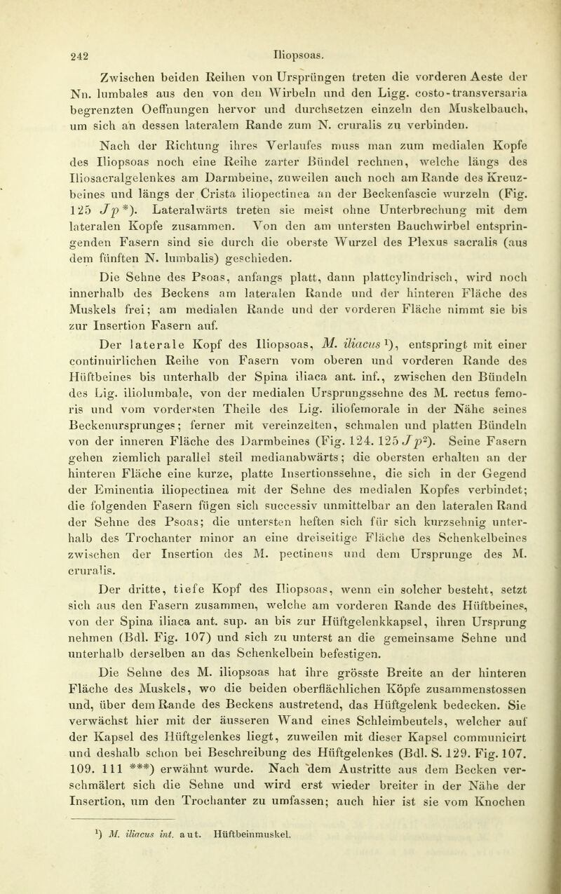 Zwischen beiden Reihen von Ursprüngen treten die vorderen Aeste der Nn. lumbales aus den von den Wirbeln und den Ligg. costo-transversaria begrenzten Oeffnungen hervor und durchsetzen einzeln den Muskelbauch, um sich an dessen lateralem Rande zum N. cruralis zu verbinden. Nach der Richtung ihres Verlaufes muss man zum medialen Kopfe des Iliopsoas noch eine Reihe zarter Bündel rechnen, welche längs des Iliosacralgelenkes am Darmbeine, zuweilen auch noch am Rande des Kreuz- beines und längs der Crista iliopectinea an der Beckenfascie wurzeln (Fig. 125 Jp*). Lateralwärts treten sie meist ohne Unterbrechung mit dem lateralen Kopfe zusammen. Von den am untersten Bauchwirbel entsprin- genden Fasern sind sie durch die oberste Wurzel des Plexus sacralis (aus dem fünften N. lumbalis) geschieden. Die Sehne des Psoas, anfangs platt, dann plattcylindrisch, wird noch innerhalb des Beckens am lateralen Rande und der hinteren Fläche des Muskels frei; am medialen Rande und der vorderen Fläche nimmt sie bis zur Insertion Fasern auf. Der laterale Kopf des Iliopsoas, M. iliacus'^)^ entspringt mit einer continuirlichen Reihe von Fasern vom oberen und vorderen Rande des Hüftbeines bis unterhalb der Spina iliaca ant. inf., zwischen den Bündeln des Lig. iliolumbale, von der medialen Ursprungssehne des M. rectus femo- ris und vom vordersten Theile des Lig. iliofemorale in der Nähe seines Beckenursprunges; ferner mit vereinzelten, schmalen und platten Bündeln von der inneren Fläche des Darmbeines (Fig. 124. 126 p). Seine Fasern gehen ziemlich parallel steil medianabwärts; die obersten erhalten an der hinteren Fläche eine kurze, platte Insertionssehne, die sich in der Gegend der Eminentia iliopectinea mit der Sehne des medialen Kopfes verbindet; die folgenden Fasern fügen sich successiv unmittelbar an den lateralen Rand der Sehne des Psoas; die untersten heften sich für sich kurzsehnig unter- halb des Trochanter minor an eine dreiseitige Fläche des Schenkelbeines zwischen der Insertion des M. pectinens und dem Ursprünge des M. cruralis. Der dritte, tiefe Kopf des Iliopsoas, wenn ein solcher besteht, setzt sich aus den Fasern zusammen, welche am vorderen Rande des Hüftbeines, von der Spina iliaca ant. sup. an bis zur Hüftgelenkkapsel, ihren Ursprung nehmen (Bdl. Fig. 107) und sich zu Unterst an die gemeinsame Sehne und unterhalb derselben an das Schenkelbein befestigen. Die Sehne des M. iliopsoas hat ihre grösste Breite an der hinteren Fläche des Muskels, wo die beiden oberflächlichen Köpfe zusammenstossen und, über dem Rande des Beckens austretend, das Hüftgelenk bedecken. Sie verwächst hier mit der äusseren Wand eines Schleimbeutels, welcher auf der Kapsel des Hüftgelenkes liegt, zuweilen mit dieser Kapsel communicirt und deshalb schon bei Beschreibung des Hüftgelenkes (Bdl. S. 129. Fig. 107. 109. III ***) erwähnt wurde. Nach dem Austritte aus dem Becken ver- schmälert sich die Sehne und wird erst wieder breiter in der Nähe der Insertion, um den Trochanter zu umfassen; auch hier ist sie vom Knochen ^) M. iliacus int. aut. Hüftbeinmuskel.