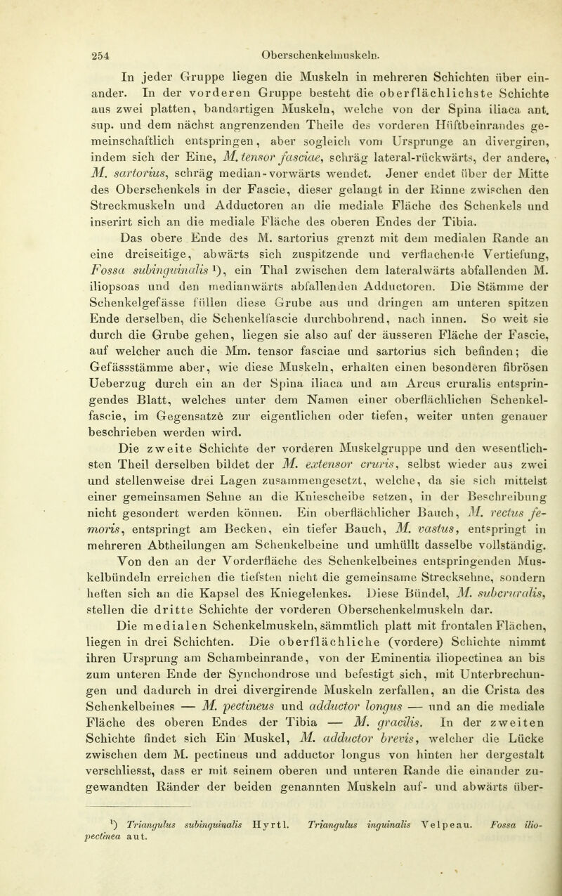 In jeder Gruppe liegen die Muskeln in mehreren Schichten über ein- ander. In der vorderen Gruppe besteht die oberflächlichste Schichte aus zwei platten, bandartigen Muskeln, welche von der Spina iliaca ant. sup. und dem nächst angrenzenden Theile des vorderen Hiiftbeinrandes ge- meinschaftlich entspringen, aber sogleich vom Ursprünge an divergiren, indem sich der Eine, M. temor fasciae^ schräg lateral-rückwärts, der andere, M, sartorius^ schräg median-vorwärts wendet. Jener endet über der Mitte des Oberschenkels in der Fascie, dieser gelangt in der Rinne zwischen den Streckmuskeln und Adductoren an die mediale Fläche des Schenkels und inserirt sich an die mediale Fläche des oberen Endes der Tibia. Das obere Ende des M. sartorius grenzt mit dem medialen Rande an eine dreiseitige, abwärts sich zuspitzende und verflachen<le Vertiefung, Fossa subinguincdis^ ein Thal zwischen dem lateralwärts abfallenden M. iliopsoas und den medianwärts abfallenden Adductoren. Die Stämme der Schenkelgefässe füllen diese Grube aus und dringen am unteren spitzen Ende derselben, die Schenkelfascie durchbohrend, nach innen. So weit sie durch die Grube gehen, liegen sie also auf der äusseren Fläche der Fascie, auf welcher auch die Mm. tensor fasciae und sartorius sich befinden; die Gefässstämme aber, wie diese Muskeln, erhalten einen besonderen fibrösen Ueberzug durch ein an der Spina iliaca und am Arcus cruralis entsprin- gendes Blatt, welches unter dem Namen einer oberflächlichen Schenkel- fascie, im Gegensatze zur eigentlichen oder tiefen, weiter unten genauer beschrieben werden wird. Die zweite Schichte der vorderen Muskelgruppe und den wesentlich- sten Theil derselben bildet der M. extensor cruris, selbst wieder aus zwei und stellenweise drei Lagen zusammengesetzt, welche, da sie sich mittelst einer gemeinsamen Sehne an die Kniescheibe setzen, in der Beschreibung nicht gesondert werden können. Ein oberflächlicher Bauch, M. rectus fe- moris^ entspringt am Becken, ein tiefer Bauch, M. vastus, entspringt in mehreren Abtheilungen am Schenkelbeine und umhüllt dasselbe vollständig. Von den an der Vorderfläche des Schenkelbeines entspringenden Mus- kelbündeln erreichen die tiefsten nicht die gemeinsame Strecksehne, sondern heften sich an die Kapsel des Kniegelenkes. Diese Bündel, M. subcmralis, stellen die dritte Schichte der vorderen Oberschenkelmuskeln dar. Die medialen Schenkelmuskeln, sämmtlich platt mit frontalen Flächen, liegen in drei Schichten. Die oberflächliche (vordere) Schichte nimmt ihren Ursprung am Schambeinrande, von der Eminentia iliopectinea an bis zum unteren Ende der Synchondrose und befestigt sich, mit Unterbrechun- gen und dadurch in drei divergirende Muskeln zerfallen, an die Crista des Schenkelbeines — M. pectineus und adductor longus — und an die mediale Fläche des oberen Endes der Tibia — M. gracilis. In der zweiten Schichte findet sich Ein Muskel, M. adductor hrevis, welcher die Lücke zwischen dem M. pectineus und adductor longus von hinten her dergestalt verschliesst, dass er mit seinem oberen und unteren Rande die einander zu- gewandten Ränder der beiden genannten Muskeln auf- und abwärts über- ^) Triangulus suhinquinalis Hyrtl. Triangulus inguinalis Velpe .au. Fossa ilio- pectinea aut.