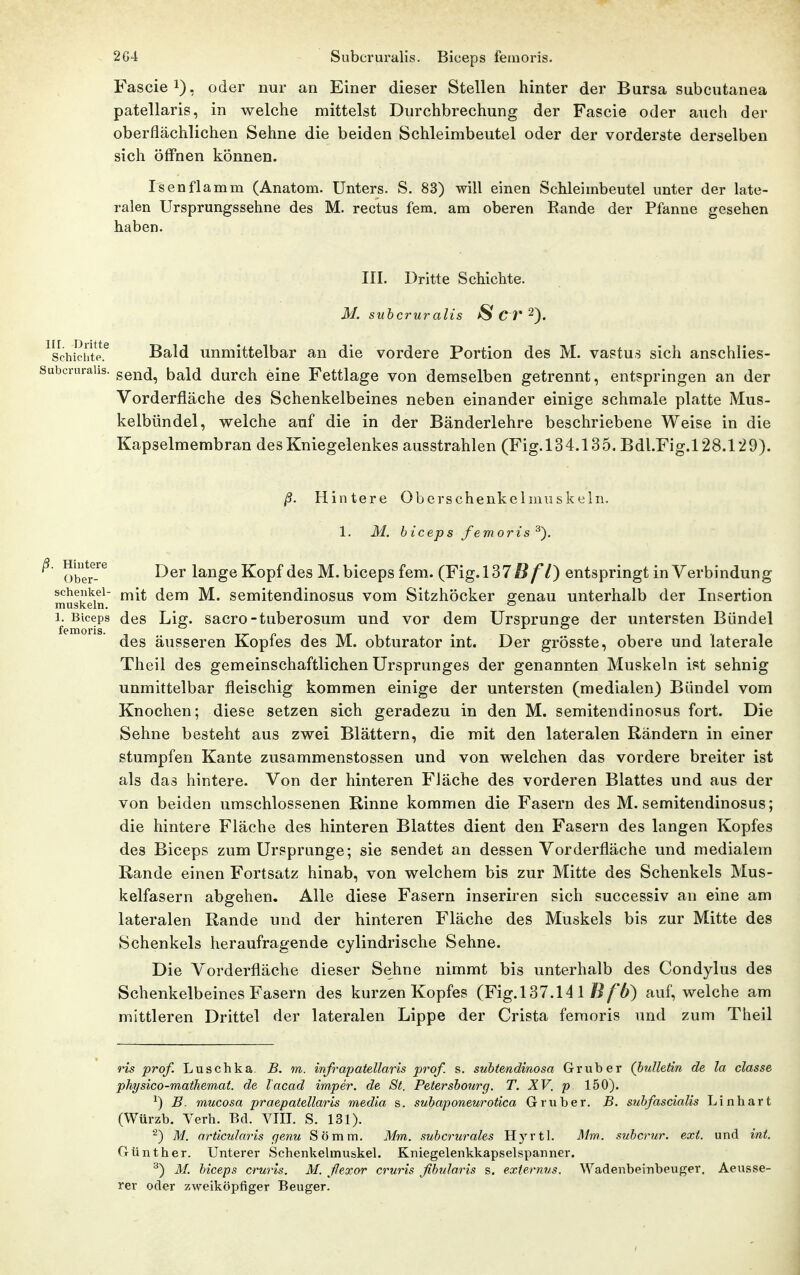 2G4 Subcruralis. Biceps femoris. Fasciel), oder nur an Einer dieser Stellen hinter der Bursa subcutanea patellaris, in welche mittelst Durchbrechung der Fascie oder auch der oberflächlichen Sehne die beiden Schleimbeutel oder der vorderste derselben sich öffnen können. Isenfla min (Anatom. Unters. S. 83) will einen Schleimbeutel unter der late- ralen Ursprungssehne des M. rectus fem, am oberen Rande der Pfanne gesehen haben. III. Dritte Schichte. M. subcruralis ScV^). Schichte.^ Bald unmittelbar an die vordere Portion des M. vastus sich anschlies- abcraraiis. gen^j^ b^ld durch eine Fettlage von demselben getrennt, entspringen an der Vorderfläche des Schenkelbeines neben einander einige schmale platte Mus- kelbündel, welche auf die in der Bänderlehre beschriebene Weise in die Kapselmerabran des Kniegelenkes ausstrahlen (Fig.134.135, Bdl.Fig.128.129). ß. Hintere ObcrschenkeIniuskein. 1. M. biceps femoris^). ■ SberJ^ Der lange Kopf des M. biceps fem. (Fig.l37ß/*/) entspringt in Verbindung Schenkel- jy^jt dem M. scmitcndinosus vom Sitzhöcker genau unterhalb der Insertion muskeln. ^ ® 1. Biceps des Lig. sacro-tuberosum und vor dem Ursprünge der untersten Bündel des äusseren Kopfes des M. obturator int. Der grösste, obere und laterale Theil des gemeinschaftlichen Ursprunges der genannten Muskeln ist sehnig unmittelbar fleischig kommen einige der untersten (medialen) Bündel vom Knochen; diese setzen sich geradezu in den M. semitendinosus fort. Die Sehne besteht aus zwei Blättern, die mit den lateralen Rändern in einer stumpfen Kante zusammenstossen und von welchen das vordere breiter ist als das hintere. Von der hinteren Fläche des vorderen Blattes und aus der von beiden umschlossenen Rinne kommen die Fasern des M. semitendinosus; die hintere Fläche des hinteren Blattes dient den Fasern des langen Kopfes des Biceps zum Ursprünge; sie sendet an dessen Vorderfläche und medialem Rande einen Fortsatz hinab, von welchem bis zur Mitte des Schenkels Mus- kelfasern abgehen. Alle diese Fasern inseriren sich successiv an eine am lateralen Rande und der hinteren Fläche des Muskels bis zur Mitte des Schenkels heraufragende cylindrische Sehne. Die Vorderfläche dieser Sehne nimmt bis unterhalb des Condylus des Schenkelbeines Fasern des kurzen Kopfes (FigA37.141 B fö) auf, welche am mittleren Drittel der lateralen Lippe der Crista femoris und zum Theil ris prof. Luschka. B. m. infrapatellaris prof. s. suhtendinosa Grub er (hulletin de la classe physico-mathemat. de lacad imper. de St. Petershourg. T. XV. p 150). ^) E. mucosa praepatellaris media s. suhaponeurotica Gruber. B. suhfascialis Linhart (Würzb. Verh. Bd. VIIT. S. 131). ^) M. arücularis (jenu Sömm. Mm. suhcrurahs H)'-rtl. Mm. suhcrur. ext. und int. Günther. Unterer Schenkehnuskel. Kniegelenkkapselspanner. ^) M. hiceps cruris. M. flexor cruris ßhilaris s. externus. Wadenbeinbeuger. Aeusse- rer oder zweiköpfiger Beuger.