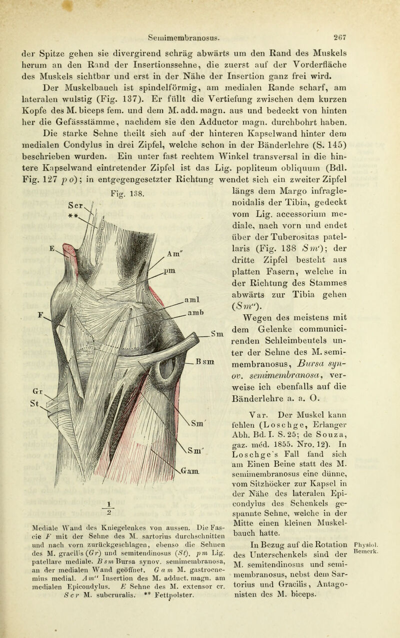 Seinimembranosup. 2«7 der Spitze gehen sie divergirend schräg abwärts um den Rand des Muskels herum an den Rand der Insertionssehne, die zuerst auf der Vorderfläche des Muskels sichtbar und erst in der Nähe der Insertion ganz frei wird. Der Muskelbauch ist spindelförmig, am medialen Rande scharf, am lateralen wulstig (Fig. 137). Er füllt die Vertiefung zwischen dem kurzen Kopfe des M. biceps fem. und dem M. add. magn. aus und bedeckt von hinten her die Gefässstämme, nachdem sie den Adductor magn. durchbohrt haben. Die starke Sehne theilt sich auf der hinteren Kapselwand hinter dem medialen Condylus in drei Zipfel, welche schon in der Bänderlehre (S. 145) beschrieben wurden. Ein unter fast rechtem Winkel transversal in die hin- tere Kapselwand eintretender Zipfel ist das Lig. popliteum obliquum (Bdl. Fig. 127 p o) ; in entgegengesetzter Richtung wendet sich ein zweiter Zipfel längs dem Margo infragle- noidalis der Tibia, gedeckt vom Lig. accessoriura me- diale, nach vorn und endet über der Tuberositas patel- laris (Fig. 138 Sm')', der dritte Zipfel besteht aus platten Fasern, welche in der Richtung des Stammes abwärts zur Tibia gehen (6'??V'). Wegen des meistens mit dem Gelenke communici- renden Schleimbeutels un- ter der Sehne des M. semi- membranosus, Bursa syii- ov. semimembrcmosa, ver- weise ich ebenfalls auf die Bänderl ehre a. a. O. Var. Der Muskel kann fehlen (Loschge, Erlanger Abh. Bd. I. S. 25; de Souza, gaz. med. 1855. Nro. 12). In Loschge's Fall fand sich am Einen Beine statt des M. semimembranosus eine dünne, vom Sitzhöcker zur Kapsel in der Nähe des lateralen Epi- condyius des Schenkels ge- spannte Sehne, welche in der Mitte einen kleinen Mnskel- bauch hatte. In Bezug auf die Rotation des Unterschenkels sind der M. semitendinosus und semi- membranosus, nebst dem Sar- torius und Gracilis, Antago- nisten des M. biceps. Sm B sm Mediale Wand des Kniegelenkes von aussen. Die Va.s- cie F mit der Sehne des M. sartorius durchschnitten und nach vorn zurückgeschlagen, ebenso die Sehnen des M. gracilis (G?') und semitendinosus {St), pm Lig, patellare mediale. £s w Bursa synov. semimembranosa, an der medialen Wand geöffnet. G a m M. gastrocne- mius medial. Am Insertion des M. adduct. magn. am medialen Epicondylus. E Sehne des M. extensor er. S er M. subcruralis. ** Fettjpolster. Physiol. Bemerk.