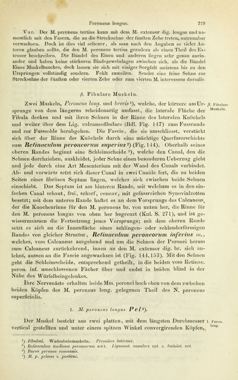 Var. Der M. peroneus tertius kann mit dem M. cxtensor dig. longus und na- mentlich mit den Fasern, die an die Strecksehne der lüntten Zehe treten, untrennbar verwachsen. Doch ist dies viel seltener, als man nach den Angaben so vieler Au- toren glauben sollte, die den M. peroneus tertius geradezu als einen Theil des Ex- tensor beschreiben. Die Bündel des Einen und anderen liegen sehr genau anein- ander und haben keine stärkeren Bindegewcbslagcn zwischen sich, als die Bündel Eines Muskelbauches, doch lassen sie sich mit einiger Sorgfalt meistens bis zu den Ursprüngen vollständig sondern. Fehlt zuweilen. Sendet eine feine Sehne zur Strecksehne der fünften oder vierten Zehe oder zum vierten M. interosseus dorsalis. ß. Fibulare Muskeln. Zwei Muskeln, Peroneus long, und brevis^\ Avelche, der kürzere amür- ß. Fibuiarc Sprunge von dem längeren scheidenartig umfasst, die laterale Fläche der ^^^^c'- Fibula decken und mit ihren Sehnen in der Rinne des lateralen Knöcliels und weiter über dem Lig. calcaneofibulare (Bdl. Fig. 147) zum Fussrande und zur Fusssohle herabgehen. Die Fascie, die sie umschliesst, verstärkt sich über der Rinne des Knöchels durch eine mächtige Querfaserschichte zum lietinaciilimi peroneorum siiperius^) (Fig.li4:). Oberhalb seines oberen Randes beginnt eine Schleimscheide 3), welche den Canal, den die Sehnen durchziehen, auskleidet, jeder Sehne einen besonderen Ueberzug giebt und jede durch eine Art Mesenterium mit der Wand des Canals verbindet. Ab- und vorwärts setzt sich dieser Canal in zwei Canäle fort, die zu beiden Seiten eines fibrösen Septum liegen, welches sich zwischen beide Sehnen einschiebt. Das Septum ist am hinteren Rande, mit welchem es in den ein- fachen Canal schaut, frei, scharf, concav, mit gefässreichen Synovialzotten besetzt; mit dem unteren Rande haftet es an dem Vorsprunge des Calcaneus^ der die Knochenrinne für den M. peroneus br. von unten her, die Rinne für den M. peroneus longus von oben her begrenzt (Knl. S. 271), und ist ge- wissermaassen die Fortsetzung jenes Vorsprungs; mit dem oberen Rande setzt es sich an die Innenfläche eines schlingen- oder schleuderförmigen Bandes von gleicher Structur, Retinaculum peroneoriim inferüis in.. welches, vom Calcaneus ausgehend und um die Sehnen der Peronei herum zum Calcaneus zurückehrend, innen an den M. extensor dig. br. sich an- lehnt, aussen an die Fascie angewachsen ist (Fig. 144,153). Mit den Sehnen geht die Schleimscheide, entsprechend getheilt, in die beiden vom Retinae, peron. inf. umschlossenen Fächer über und endet in beiden blind in der Nähe des Würfelbeingelenkes. Ihre Nervenäste erhalten beide Mm. peronei hoch oben von dem zwischen beiden Köpfen des M. peroneus long, gelegenen Theil des N. peroneus superficialis. 1. M. peroneus longus P el^). Der Muskel besteht aus zwei platten, mit dem längsten Durcl iinesser i. reron. vertical gestellten und unter einem spitzen Winkel convergirenden Köpfen, ^) Fibulaei. Wadenbehimuskehi. Pcroniers lateraux. '■^) Retinaculum iendinum peroneorum avit. Ligament, annulare ext. s. laciniat. ext, Bursa peronea communis. ') M. p. primus s, posticus.