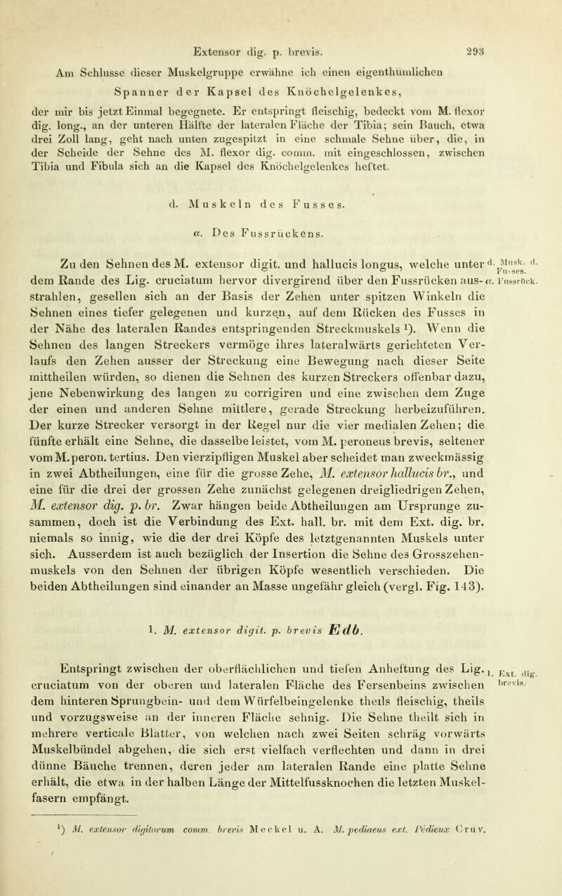 Am Schlüsse dieser Muskelgruppe erwähne ich einen eigenthiAnilichen Spanner der Kapsel des Knöchelgelenkes, der mir bis jetzt Einmal begegnete. Er entspringt fleischig, bedeckt vom M. flexor dig. long., an der unteren Hälfte der lateralen Fläche der Tibia; sein Bauch, etwa drei Zoll lang, geht nach unten zugespitzt in eine schmale Sehne über, die, in der Scheide der Sehne des M. flexor dig. comm. mit eingeschlossen, zwischen Tibia und Fibula sich an die Kapsel des Knöchelgelenkes hel'tet. d. Muskeln des F u s s e s. «. Des Fussrückens. Zu den Sehnen des M. extensor digit. und hallucis longus, welche unter dem Rande des Lig. cruciaturn hervor divergirend über den Fussrücken aus-i nssriick. strahlen, gesellen sich an der Basis der Zehen unter spitzen Winkeln die Sehnen eines tiefer gelegenen und kurzen, auf dem Rücken des Fusses in der Nähe des lateralen Randes entspringenden Streckmuskels i). Wenn die Sehnen des langen Streckers vermöge ihres lateralwärts gerichteten Ver- laufs den Zehen ausser der Streckung eine Bewegung nach dieser Seite mittheilen würden, so dienen die Sehnen des kurzen Streckers offenbar dazu, jene Nebenwirkung des langen zu corrigiren und eine zwischen dem Zuge der einen und anderen Sehne mittlere, gerade Streckung herbeizuführen. Der kurze Strecker versorgt in der Regel nur die vier medialen Zehen; die fünfte erhält eine Sehne, die dasselbe leistet, vom M. peroneus brevis, seltener vom M.peron. tertius. Den vierzipfligen Muskel aber scheidet man zweckmässig in zwei Abtheilungen, eine für die grosse Zehe, M. eociensor hallucis br.^ und eine für die drei der grossen Zehe zunächst gelegenen dreigliedrigen Zehen, M. extensor dig. p. br. Zwar hängen beide Abtheilungen am Ursprünge zu- sammen, doch ist die Verbindung des Ext. hall. br. mit dem Ext. dig. br. niemals so innig, wie die der drei Köpfe des letztgenannten Muskels unter sich. Ausserdem ist auch bezüglich der Insertion die Sehne des Grosszehen- muskels von den Sehnen der übrigen Köpfe wesentlich verschieden. Die beiden Abtheilungen sind einander an Masse ungefähr gleich (vergl. Fig. 143). 1. M. extensor digit. p. brevis Edb. Entspringt zwischen der oberflächlichen und tiefen Anheftung des Lig. ^ j.^^ ^^.^ cruciatum von der oberen und lateralen Fläche des Fersenbeins zwischen '»r^vis. dem hinteren Sprungbein- und dem Würfelbeingelenke theils fleischig, theils und vorzugsweise an der inneren Fläche sehnig. Die Sehne theilt sich in mehrere verticale Blatter, von welchen nach zwei Seiten schräg vorwärts Muskelbündel abgehen, die sich erst vielfach verflechten und dann in drei dünne Bäuche trennen, deren jeder am lateralen Rande eine platte Sehne erhält, die etwa in der halben Länge der Mittelfussknochen die letzten Muskel- fasern empfängt. ^) Af. extensor dir/iiorum comm. hrepis Meckel n. A. M. pediaeus ext. Piidieux Cruv,