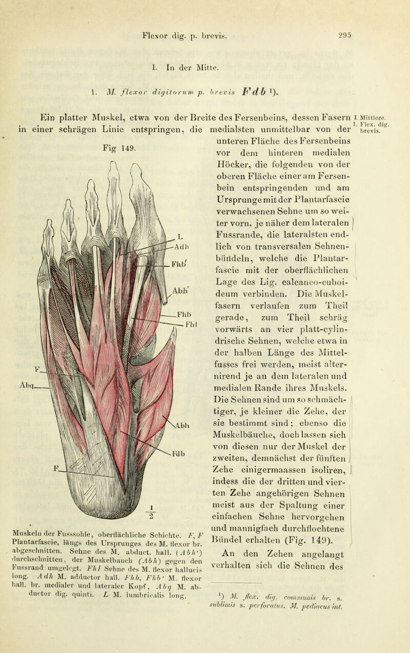 I. In der Mitte. 1. M. flexor digitorum p. hrevis Fdb Ein platter JNtuskel. in einer schrägen Linie entspringen Fig 149. Muskeln der Fusssühle, oberflächliche Schichte. h\ F Plantarfascie, längs des Ursprunges des M. Hexor br. abgeschnitten. Sehne des M, abduct. hall. {Abh') durchschnitten, der Muskelbauch (Abh) gegen den Fussrand umgelegt. Fhl Sehne des M. flexor hallucis long. Adh M. addiictor hall. Fhb, Fhb' M. flexor hall. br. medialer und lateraler Kopf, Abq M. ab- ductor dig. quinti. L M. iunibricalis long. etwa von der Breite des Fersenbeins, dessen Fasern die medialsten unmittelbar von der unteren Fläche des Fersenbeins vor dem hinteren medialen Höcker, die folgenden von der oberen Fläche einer am Fersen- bein entspringenden und am Ursprünge mit der Plantarfascie verwachsenen Sehne um so wei- ter vorn, je näher dem lateralen Fussrande, die lateralsten end- lich von transversalen Sehnen- bürldeln, welche die Plantar- fascie mit der oberflächlichen Lage des Lig. calcaneo-cuboi- deum verbinden. Die Muskel- fasern verlaufen zum Theil gerade, zum Theil schräg vorwärts an vier platt-cylin- drische Sehnen, welche etwa in der halben Länge des Mittel- fusses frei werden, meist alter- nirend je an dem lateralen und medialen Rande ihres Muskels. Die Sehnen sind um so schmäch- tiger, je kleiner die Zehe, der sie bestimmt sind; ebenso die Muskelbäuche, doch lassen sich von diesen nur der Muskel der zweiten, demnächst der fünften Zehe einigermaassen isoliren, , indess die der dritten und vier- ten Zehe angehörigen Sehnen meist aus der Spaltung einer einfachen Sehne hervorgehen und mannigfach durchHochtene Bündel erhalten (Fig. 149). An den Zehen angelangt verhalten sich die Sehnen des I. Mildere. 1. Flcx. dig. brevis. 0 M. suhhmis flcx. dl ff.- comumnis br. s. s. perforatn.'^. M. pedlaeus int.