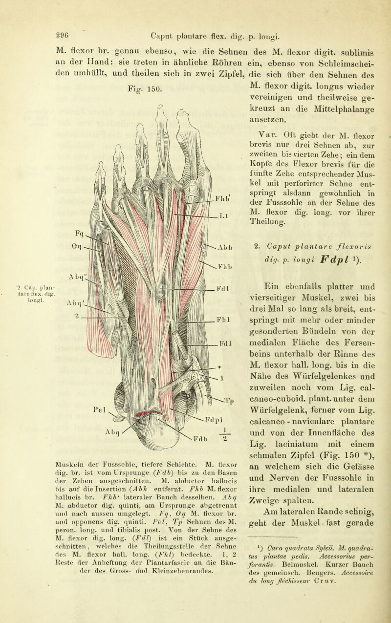 29G Caput plantare flex. dig. p. longi. M, flexor br. genau ebenso, wie die Sehnen des M. flexor digit. sublimis an der Hand: sie treten in ähnliche Röhren ein, ebenso von Schleimschei- den umhüllt, und theilen sich in zwei Zipfel, die sich über den Sehnen des 150. 2. Cap. plan- tare flex. dig. lüugi. Muskeln der Fvisssohle, tiefere Schichte. M. flexor dig. br. ist vom Ursprünge (Fdb) bis zu den Basen der Zehen ausgeschnitten. M. abductor halhicis bis auf die Insertion &7« entfernt. Fhb M. flexor hallucis br. Fhb' lateraler Bauch desselben. Abq M. abductor dig. qtiinti, am Ursprünge abgetrennt und nach aussen umgelegt. Fq, Oq M. flexor br. und opponens dig. quinti. Fe/, Tp Sehnen des M. peron. long, imd tibialis post. Von der Sehne des M. flexor dig. long. (Fdl) ist ein Stück ausge- schnitten , welches die Theilungsstelle der Sehne des M. flexor hall. long. (Fhl) bedeckte. 1, 2 Reste der Anheftung der Plantarfascie an die Bän- der des Gross- und Kleinzehenrandes. M. flexor digit. longus wieder vereinigen und theilweise ge- kreuzt an die Mittelphalange ansetzen. Var. Oft giebt der M. flexor brevis nur drei Sehnen ab, zur zweiten bis vierten Zehe; ein dem Kopfe des Flexor brevis für die fünfte Zehe entsprechender Mus- kel mit perforirter Sehne ent- springt alsdann gewöhnhch in der Fusssohle an der Sehne des M. flexor dig. long, vor ihrer Theilung. 2. Caput plantare flexoris dig. p. longi Fdp l i). Ein ebenfalls platter und vierseitiger Muskel, zwei bis drei Mal so lang als breit, ent- springt mit mehr oder minder gesonderten Bündeln von der medialen Fläche des Fersen- beins unterhalb der Rinne des M. flexor hall. long, bis in die Nähe des Würfelgelenkes und zuweilen noch vom Lig. cal- caneo-cuboid. plant, unter dem Würfelgelenk, ferner vom Lig. calcaneo - naviculare plantare und von der Innenfläche des Lig. laciniatum mit einem schmalen Zipfel (B'ig. 150 *), an welchem sich die Gefässe und Nerven der Fusssohle in ihre medialen und lateralen Zweige spalten. Am lateralen Rande seHnig, geht der Muskel • last gerade ^) Caro quadraia Sylvli. M. quadra- tus plantae pedis. Accessorius per- forantis. Beimuskel. Kurzer Bauch des gemeinsch. Beugers. Accessoire du long fleclmaeur Cruv.