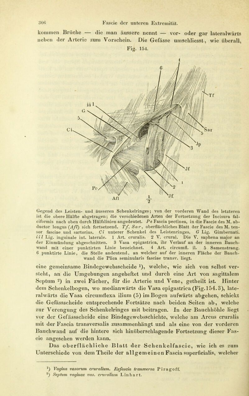 kommen Brüche — die man äussere nennt — vor- oder gar lateralwärts neben der Arterie zum Vorschein. Die Gefässe umschliesst, wie überall, Fig. 154. t Gegend des Leisten- und äusseren Schenkelringes; von der vorderen Wand des letzteren ist die obere Hälfte abgetragen; die verschiedenen Arten der Fortsetzung der Incisura fal- eiformis nach oben durch Hülfslinien angedeutet. Pe Faseia pectinea, in die Fascie des M. ab- ductor longus (^//) sich fortsetzend. Tf, Sar, oberflächliches Blatt der Fascie des M. ten- sor fasciae und sartorius. Ci unterer Schenkel des Leistenringes. G Lig. Gimbernati. iil Lig. inguinale int. laterale. 1 Art. cruralis. 2 V. crural. Die V. saphena major an der Einmündung abgeschnitten. 3 Vasa epigastrica, ihr Verlauf an der inneren Bauch- wand mit einer punktirten Linie bezeichnet. 4 Art. circumfl. il. 5 Samenstrang. 6 punktirte Linie, die Stelle andeutend, an welcher auf der inneren Fläche der Bauch- wand die Plica seminularis fasciae transv. liegt. eine gemeinsame Bindegewebsscheide i), welche, wie sich von selbst ver- steht, an die Umgebungen angeheftet und durch eine Art von sagittalem Septum 2) in zwei Fächer, für die Arterie und Vene, getheilt ist. Hinter dem Schenkelbogen, wo medianwärts die Vasa epigastrica (Fig. 154.3), late- ralwärts die Vasa circumflexa ilium (5) im Bogen aufwärts abgehen, schickt die Gefässscheide entsprechende Fortsätze nach beiden Seiten ab, welche zur Verengung des Schenkelringes mit beitragen. In der Bauchhöhle liegt vor der Gefässscheide eine Bindegewebsschichte, welche am Arcus cruralis mit der Fascia transversalis zusammenhängt und als eine von der vorderen Bauchwand auf die hintere sich hinüberschlagende Fortsetzung dieser Fas- cie angesehen werden kann. Das oberflächliche Blatt der Schenkelfascie, wie ich es zum Unterschiede von dem Theile der allgemeinen Fascia superficialis, welcher ^) Vagina vasorum cruralium. Exfascia transversa P i r a g o f f. ^) Septum vaginae vas. cruralium Linhart.