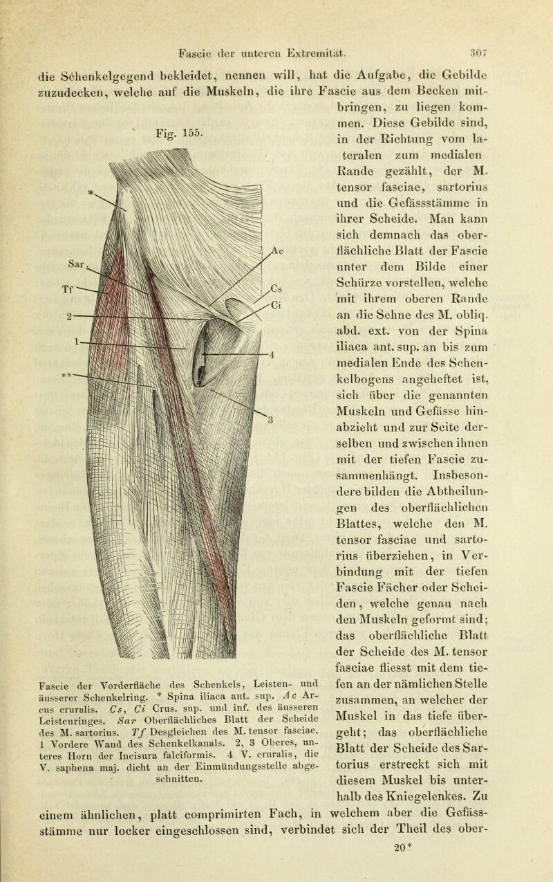 FijT. 155. die Sclienkelgegend bekleidet, nennen will, hat die Aufgabe, die Gebilde zuzudecken, welche auf die Muskeln, die ihre Fascie aus dem Becken mit- bringen, zu liegen kom- men. Diese Gebilde sind, in der Richtung vom la- teralen zum medialen Rande gezählt, der M. tensor fasciae, sartorius und die Gefassstämme in ihrer Scheide. Man kann sich demnach das ober- flächliche Blatt der Fascie unter dem Bilde einer Schürze vorstellen, welche mit ihrem oberen Rande an die Sehne des M. obliq. abd. ext. von der Spina iliaca ant. sup. an bis zum medialen Ende des Schen- kelbogens angeheftet ist, sich über die genannten Muskeln und Gefässe hin- abzieht und zur Seite der- selben und zwischen ihnen mit der tiefen Fascie zu- sammenhängt. Insbeson- dere bilden die Abtheilun- gen des oberflächlichen Blattes, welche den M. tensor fasciae und sarto- rius überziehen, in Ver- bindung mit der tiefen Fascie Fächer oder Schei- den , welche genau nach den Muskeln geformt sind; das oberflächliche Blatt der Scheide des M. tensor fasciae fliesst mit dem tie- fen an der nämlichen Stelle zusammen, an welcher der Muskel in das tiefe über- geht ; das oberflächliche Blatt der Scheide des Sar- torius erstreckt sich mit diesem Muskel bis unter- halb des Kniegelenkes. Zu einem ähnlichen, platt comprimirten Fach, in welchem aber die Gefäss- stämme nur locker eingeschlossen sind, verbindet sich der Theil des ober- 20* Fascie der Vorderfläche äusserer Schenkelring. * des Schenkels, Leisten- nnd Spina iliaca ant. siip. A c Ar- cus cruralis. Cs, Ci Crus. sup. und Inf. des äusseren Leistenringes. Sar Oberflächliches Blatt der Scheide des M. sartorius. Tf Desgleichen des M. tensor fasciae. 1 Vordere Wand des Schenkelkanals. 2, 3 Oberes, un- teres Horn der Incisura falciformis. 4 V. cruralis, die V. saphena maj. dicht an der Einmünduugsstelle abge- schnitten.