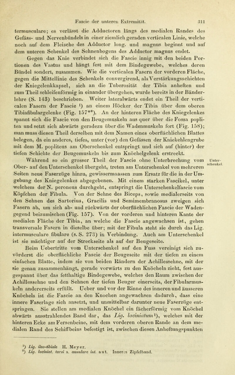 termusculare; es verlässt die Addiictoren längs des medialen Randes des Gefäss- und Nervenbündels in einer ziemlich geraden verticalen Linie, welche noch auf dem Fleische des Adductor long, und magnus beginnt und auf dem unteren Schenkel des Sehnenbogens des Adductor magnus endet. Gegen das Knie verbindet sich die Fascie innig mit den beiden Por- tionen des Vastus und hängt fest mit dem Bindegewebe, welches deren Bündel sondert, zusammen. Wie die verticalen Fasern der vorderen Fläche, gegen die Mittellinie des Schenkels convergirend, als Verstärkungsschichten der Kniegelenkkapsel, sich an die Tuberosität der Tibia anheften und zum Theil schleifenförmig in einander übergehen, wurde bereits in der Bänder- lehre (S. 143) beschrieben. Weiter lateralwärts endet ein Theil der verti- calen Fasern der Fascie i) an einem Höcker der Tibia über dem oberen Tibiafibulargelenke (Fig. 157**). An der hinteren Fläche des Kniegelenkes spannt sich die Fascie von den Beugemuskeln aus quer über die Fossa popli- tea und setzt sich abwärts geradezu über die Wadenmuskeln fort (Fig. 158); man muss diesen Theil derselben mit dem Namen eines oberflächlichen Blattes belegen, da ein anderes, tiefes, unter (vor) den Gefässen der Kniekehlengrube mit dem M. popliteus am Oberschenkel entspringt und sich auf (hinter) der tiefen Schichte der Beugemuskeln bis zum Knöchelgelenk erstreckt. Während so ein grosser Theil der Fascie ohne Unterbrechung vom Unter- Ober- auf den Unterschenkel übergeht, treten am Unterschenkel von mehreren Seiten neue Faserzüge hinzu, gewissermaassen zum Ersatz für die in der Um- gebung des Kniegelenkes abgegebenen. Mit einem starken Fascikel, unter welchem der N. peroneus durchgeht, entspringt die Unterschenkelfascie vom Köpfchen der Fibula. Von der Sehne des Biceps, sowie medialerseits von den Sehnen des Sartorius, Gracilis und Semimembranosus zweigen sich Fasern ab, um sich ab- und rückwärts der oberflächlichen Fascie der Waden- gegend beizumischen (Fig. 157). Von der vorderen und hinteren Kante der medialen Fläche der Tibia, an welche die Fascie angewachsen ist, gehen transversale Fasern in dieselbe über; mit der Fibula steht sie durch dasLig. intermusculare fibulare (s. S. 273) in Verbindung. Auch am Unterschenkel ist sie mächtiger auf der Streckseite als auf der Beugeseite. Beim Uebertritte vom Unterschenkel auf den Fuss vereinigt sich zu- vörderst die oberflächliche Fascie der Beugeseite mit der tiefen zu einem einfachen Blatte, indem sie von beiden Rändern der Achillessehne, mit der sie genau zusammenhängt, gerade vorwärts zu den Knöcheln zieht, fest aus- gespannt über das fetthaltige Bindegewebe, welches den Raum zwischen der Achillessehne und den Sehnen der tiefen Beuger einerseits, der Fibularmus- keln andererseits erfüllt, üeber und vor der Rinne des inneren und äusseren Knöchels ist die Fascie an den Knochen angewachsen dadurch, dass eine innere Faserlage sich ansetzt, und unmittelbar darunter neue Faserzüge ent- springen. Sie stellen am medialen Knöchel ein fächerförmig vom Knöchel abwärts ausstrahlendes Band dar, das Lig. laciniatum'^}^ welches mit der hinteren Ecke am Fersenbeine, mit dem vorderen oberen Rande an dem me- dialen Rand des Schiff'beins befestigt ist, zwischen diesen Anheftungspunkten ^) Lig. ileo-tibiale H. Meyer. ^) Lig. laciniat. tarsi s. annulare int. aut. Inneres Zipfelband.