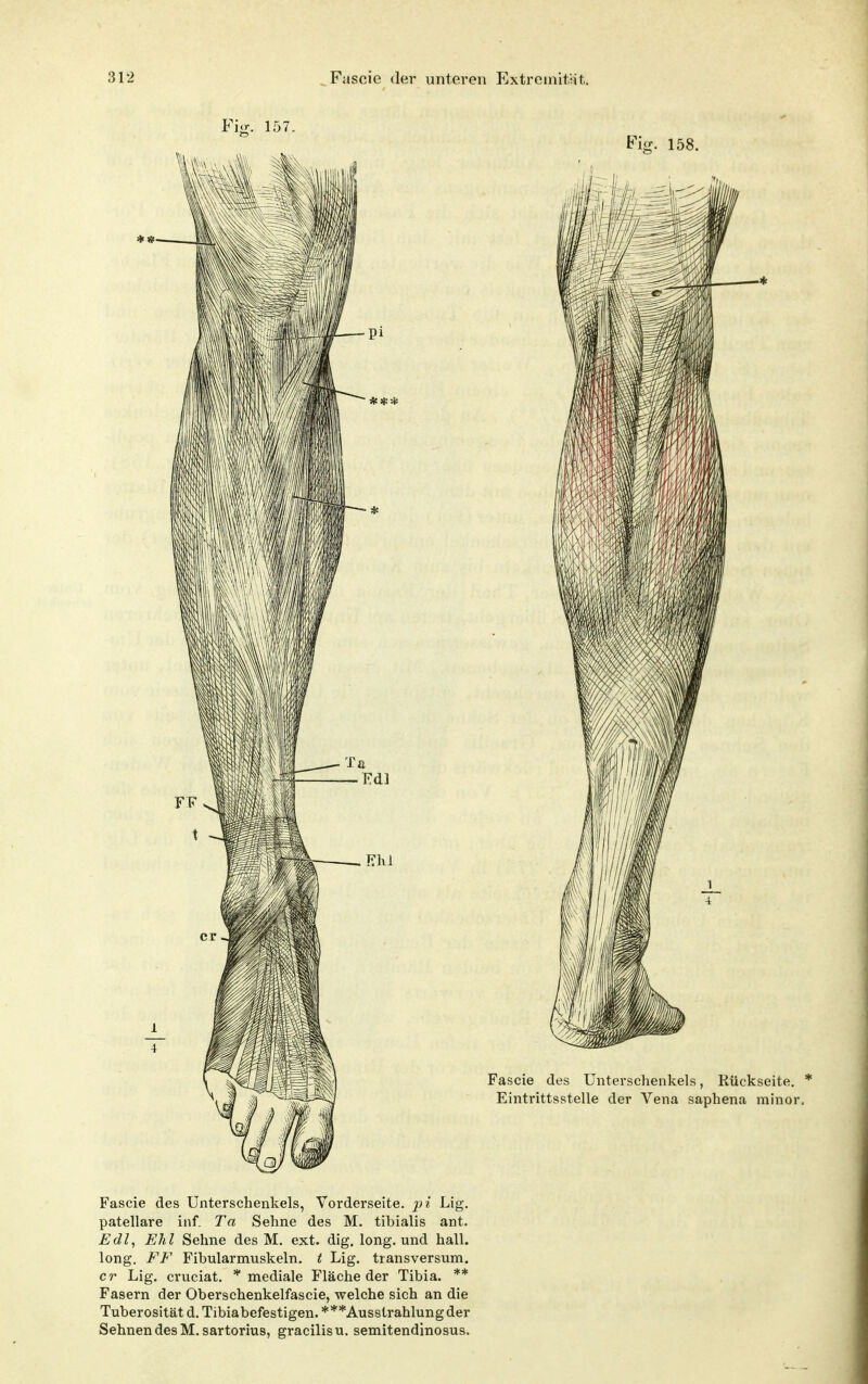 Fascie des Unterschenkels, Vorderseite. Lig. patellare inf. Ta Sehne des M. tibialis ant. Edl, Ehl Sehne des M. ext. dig. long, und hall, long. FF Fibularmuskeln. t Lig. transversum. er Lig. cruciat. * mediale Fläche der Tibia. ** Fasern der Oberschenkelfascie, welche sich an die Tuberosltätd.Tibiabefestigen. ***Ausstrahlungder Sehnen des M.sartorius, gracilisu. semitendinosus.