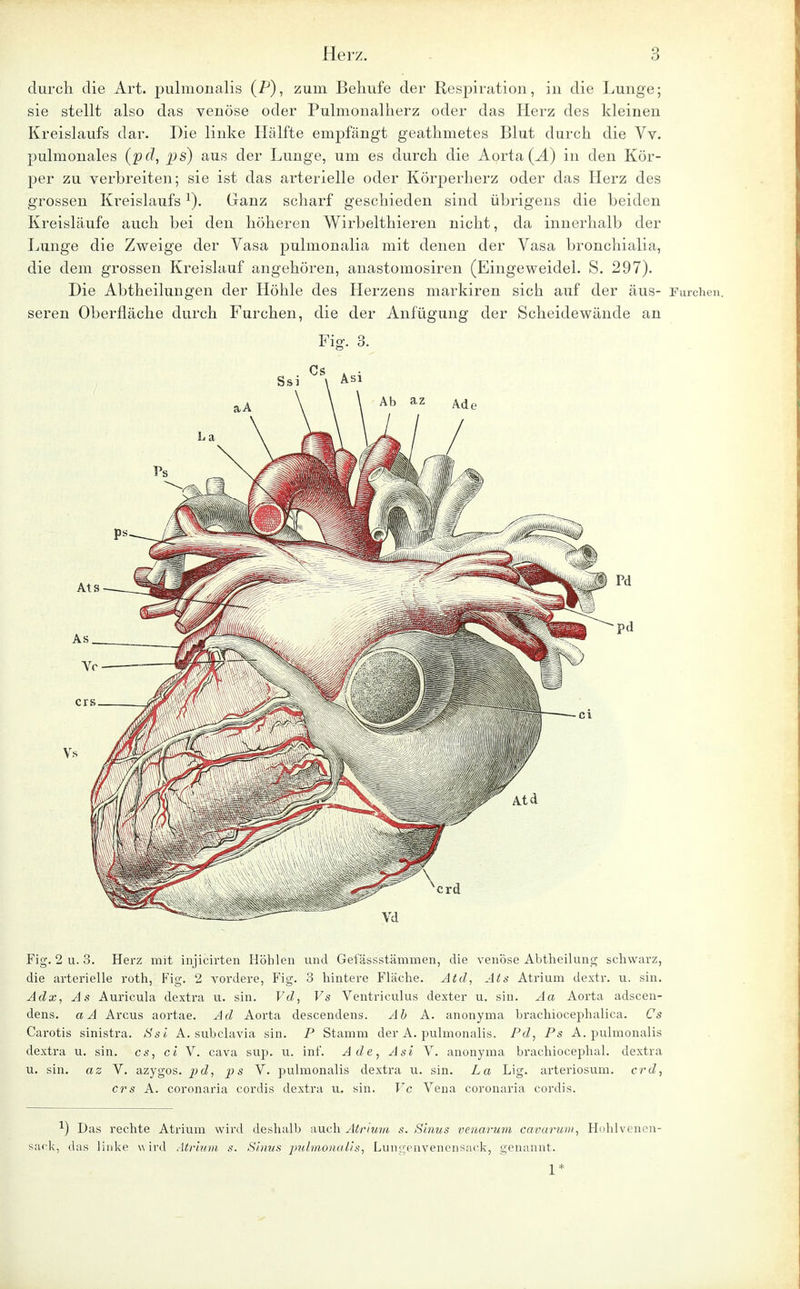 durch die Art. pulmonalis (P), zum Behufe der Respiration, in die Lunge; sie stellt also das venöse oder Pulmonalherz oder das Herz des kleinen Kreislaufs dar. Die linke Hälfte empfängt geathmetes Blut durch die Vv. pulmonales (pd, ps) aus der Lunge, um es durch die Aorta (Ä) in den Kör- per zu verbreiten; sie ist das arterielle oder Körperherz oder das Herz des grossen Kreislaufsl). Ganz scharf geschieden sind übrigens die beiden Kreisläufe auch bei den höheren Wirbelthieren nicht, da innerhalb der Lunge die Zweige der Yasa pulmonalia mit denen der Yasa bronchialia, die dem grossen Kreislauf angehören, anastomosiren (Eingeweidel. S. 297). Die Abtheilungen der Höhle des Herzens markiren sich auf der äus- rurchen, seren Oberfläche durch Furchen, die der Anfügung der Scheidewände an Fig. 2 u. 3. Herz mit injicirten Höhlen und Gefässstämmen, die venöse Abtheilung schwarz, die arterielle roth, Fig. 2 vordere, Fig. 3 hintere Fläche. Atd, Ats Atriuni dextr. u. sin. Adx, As Auricula dextra u. sin. Vd, Vs Ventriculus dexter u. sin. Aa Aorta adscen- dens. aA Arcus aortae. Ad Aorta descendens. Ab A. anonyma brachiocephalica. Cs Carotis sinistra. Ssi A. subclavia sin. P Stamm der A. pulmonalis. Pd, Ps A. pulmonalis dextra u. sin. es, ei V. cava sup. u. inf. Ade, Asi V. anonyma brachiocephal. dextra u. sin. az V. azygos. pd, ps V. pulmonalis dextra u. sin. La Lig. arteriosum. erd, crs A. coronaria cordis dextra u. sin. Vc Vena coronaria cordis. -1) Das rechte Atrium wird deshalb auch Atrium s. Sinus venarum cavarum, Hohlvenen- saek, das linke wird Atrium s. Sinus ■pulmonalis, Lungenvenensaek, genannt. 1*