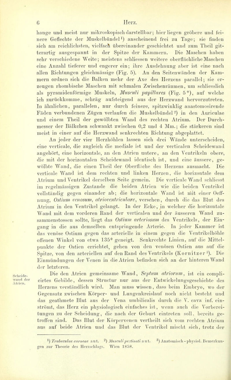 hange und meist nur mikroskopisch darstellbar; hier liegen gröbere und fei- nere Geflechte der Muskelbündel1) anscheinend frei zu Tage; sie finden sich am reichlichsten, vielfach übereinander geschichtet und zum Theil git- terartig ausgespannt in der Spitze der Kammern. Die Maschen haben sehr verschiedene Weite; meistens schliessen weitere oberflächliche Maschen eine Anzahl tieferer und engerer ein; ihre Ausdehnung aber ist eine nach allen Richtungen gleichmässige (Fig. 5). An den Seitenwänden der Kam- mern ordnen sich die Balken mehr der Axe des Herzens parallel; sie er- zeugen rhombische Maschen mit schmalen Zwischenräumen, um schliesslich als pyramidenförmige Muskeln, Musculi papilläres (Fig. 5 *), auf welche ich zurückkomme, schräg aufsteigend aus der Herzwand hervorzutreten. In ähnlichen, parallelen, nur durch feinere, spitzwinklig anastomosirende Fäden verbundenen Zügen verlaufen die Muskelbündel -) in den Auriculae und einem Theil der gewölbten Wand des rechten Atrium. Der Durch- messer der Bälkchen schwankt zwischen 0,2 und 4 Mm.; die stärkeren sind meist in einer auf die Herzwand senkrechten Richtung abgeplattet. An jeder der vier Herzhöhlen lassen sich drei Wände unterscheiden, eine verticale, die zugleich die mediale ist und der verticalen Scheidewand angehört, eine horizontale, an den Atrien untere, an den Ventrikeln obere, die mit der horizontalen Scheidewand identisch ist, und eine äussere, ge- wölbte Wand, die einen Theil der Oberfläche des Herzens ausmacht. Die verticale Wand ist dem rechten und linken Herzen, die horizontale dem Atrium und Ventrikel derselben Seite gemein. Die verticale Wand schliesst im regelmässigen Zustande die beiden Atrien wie die beiden Ventrikel vollständig gegen einander ab; die horizontale Wand ist mit einer Oeff- nung, Ostium. venosum, atrioventriculare, versehen, durch die das Blut des Atrium in den Ventrikel gelangt. In der Ecke, in welcher die horizontale Wand mit dem vorderen Rand der verticaleu und der äusseren Wand zu- sammenstossen sollte, liegt das Ostium arteriosum des Ventrikels, der Ein- gang in die aus demselben entspringende Arterie. In jeder Kammer ist das venöse Ostium gegen das arterielle in einem gegen die Ventrikelhöhle offenen Winkel von etwa 135° geneigt. Senkrechte Linien, auf die Mittel- punkte der Ostien errichtet, gehen von den venösen Ostien aus auf die Spitze, von den arteriellen auf den Rand des Ventrikels (Kornitzer 3). Die Einmündungen der Venen in die Atrien befinden sich an der hinteren Wand der letzteren. Die den Atrien gemeinsame Wand, Septum airiorum, ist ein compli- cirtes Gebilde, dessen Structur nur aus der Entwickelungsgeschicbte des Herzens verständlich wird. Man muss wissen, dass beim Embryo, wo der Gegensatz zwischen Körper- und Lungenkreislauf noch nicht besteht und das geathmete Blut aus der Vena umbilicalis durch die V. cava inf. ein- strömt, das Herz ein physiologisch einfaches ist, wenn auch die Vorberei- tungen zu der Scheidung, die nach der Geburt eintreten soll, bereits ge- troffen sind. Das Blut der Körpervenen vertheilt sich vom rechten Atrium aus auf beide Atrien und das Blut der Ventrikel mischt sich, trotz der -1) Trabeculae corneae aut. 2) Musculi pectinaü aut. 3) Anatomisch - physiol. Bemerkun- gen zur Theorie des Herzschlags. Wien 1858.