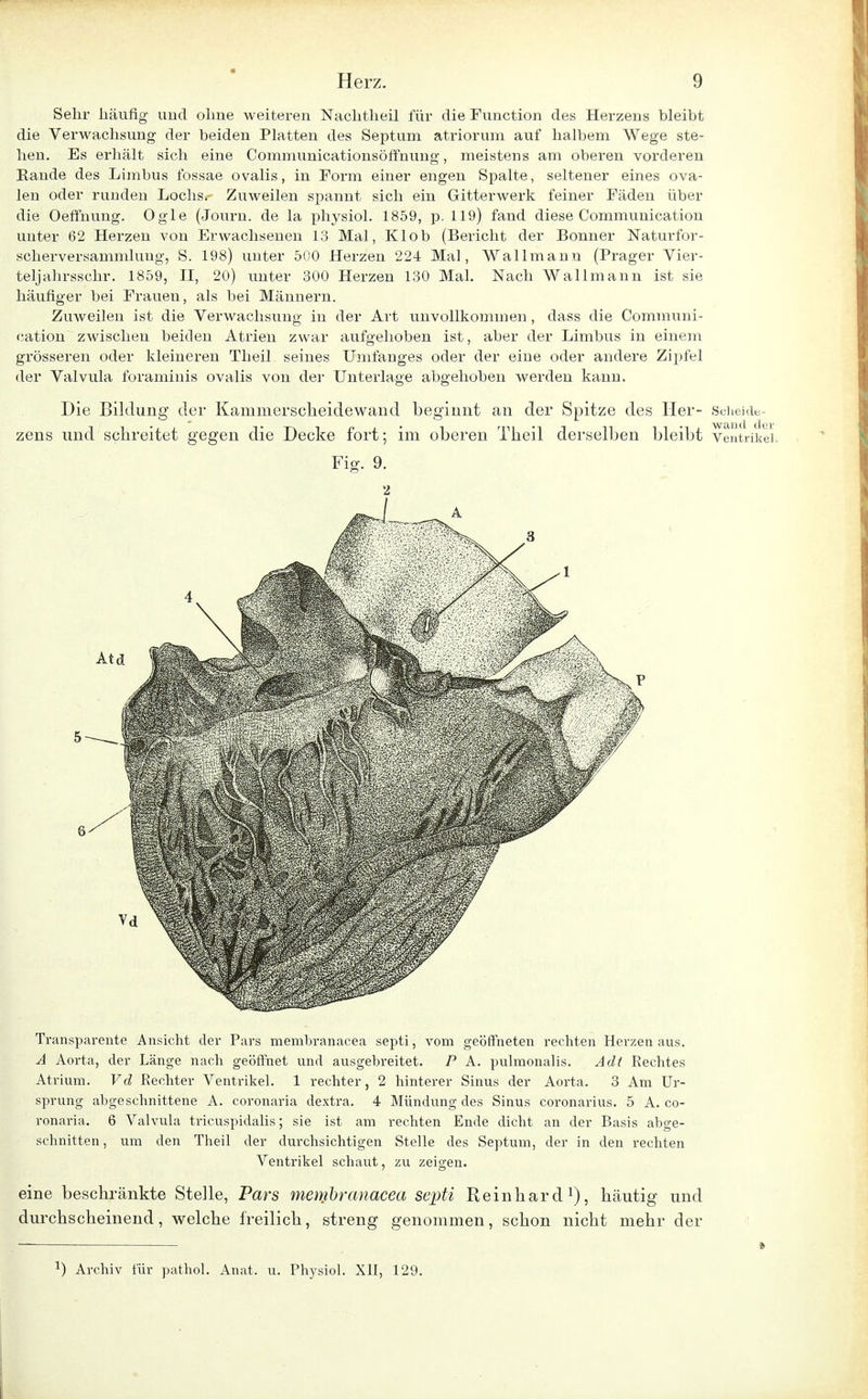 Sehr häufig und ohne weiteren Nachtheil für die Function des Herzens bleibt die Verwachsung der beiden Platten des Septum atriorum auf halbem Wege ste- hen. Es erhält sich eine Communicationsöffnung, meistens am oberen vorderen Eande des Limbus fossae ovalis, in Form einer engen Spalte, seltener eines ova- len oder runden Lochs. Zuweilen spannt sich ein Gitterwerk feiner Fäden über die Oeffnung. Ogle (Journ. de la physiol. 1859, p. 119) fand diese Communication unter 62 Herzen von Erwachsenen 13 Mal, Kl ob (Bericht der Bonner Naturfor- scherversammlung, S. 198) unter 500 Herzen 224 Mal, Wallmann (Prager Vier- tel] ahrsschr. 1859, II, 20) unter 300 Herzen 130 Mal. Nach Wallmann ist sie häufiger bei Frauen, als bei Männern. Zuweilen ist die Verwachsung in der Art unvollkommen, dass die Communi- cation zwischen beiden Atrien zwar aufgehoben ist, aber der Limbus in einem grösseren oder kleineren Theil seines Umfanges oder der eine oder andere Zipfel der Valvula foraminis ovalis von der Unterlage abgehoben werden kann. Die Bildung der Kaminerscheidewand beginnt an der Spitze des Her- Sciieidb- zens und schreitet gegen die Decke fort; im oberen Theil derselben bleibt Ventrikel Fig. 9. 2 Transparente Ansicht der Pars membranacea septi, vom geöffneten rechten Herzen aus. A Aorta, der Länge nach geöffnet und ausgebreitet. P A. pulmonalis. Adt Rechtes Atrium. Vd Rechter Ventrikel. 1 rechter, 2 hinterer Sinus der Aorta. 3 Am Ur- sprung abgeschnittene A. coronaria dextra. 4 Mündung des Sinus coronarius. 5 A. co- ronaria. 6 Valvula tricuspidalis; sie ist am rechten Ende dicht an der Basis abge- schnitten, um den Theil der durchsichtigen Stelle des Septum, der in den rechten Ventrikel schaut, zu zeigen. eine beschränkte Stelle, Pars membranacea septi Reinhard1), häutig und durchscheinend, welche freilich, streng genommen, schon nicht mehr der L) Archiv für pathol. Anat. u. Physiol. XII, 129.