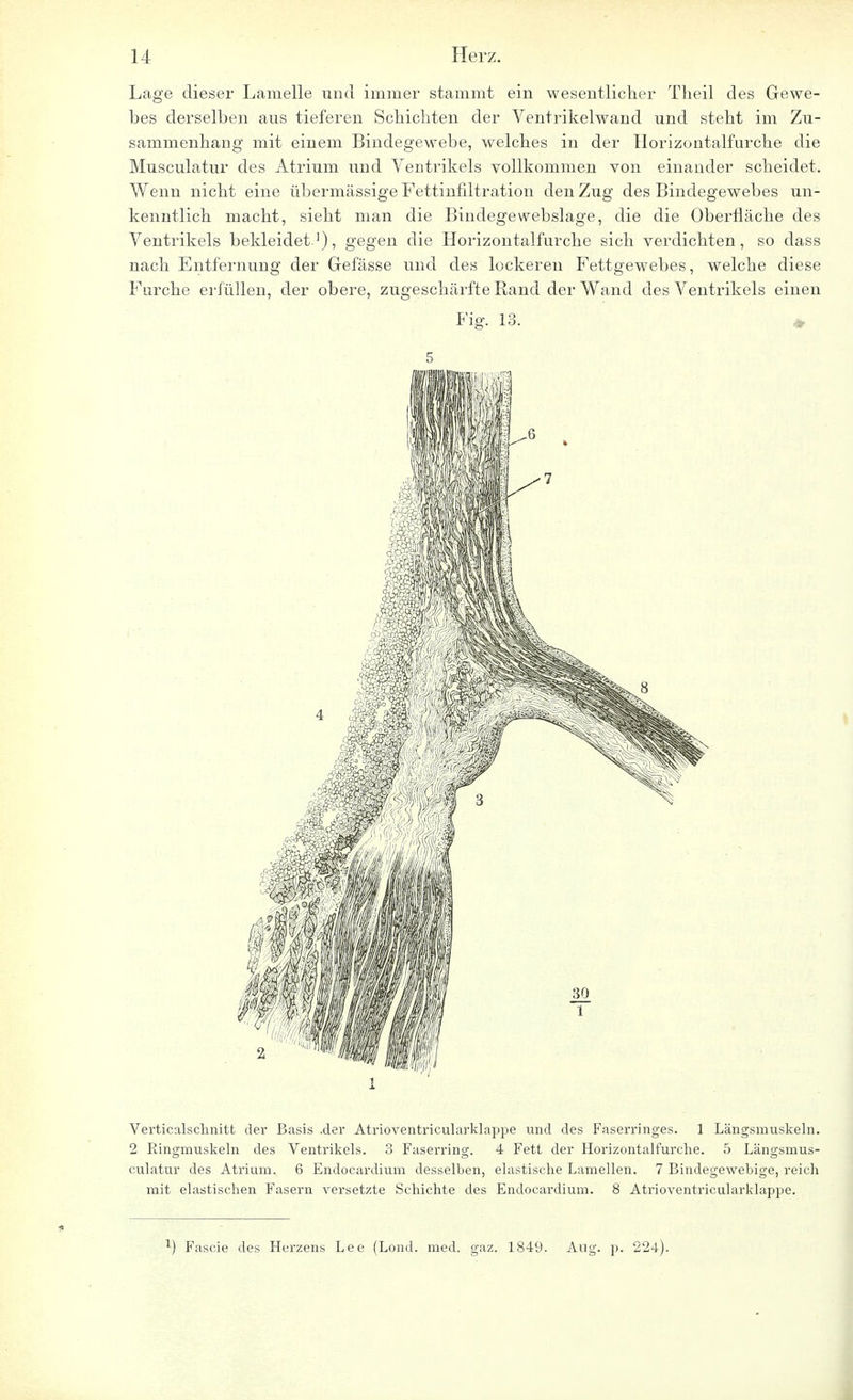 Lage dieser Lamelle und immer stammt ein wesentlicher Theil des Gewe- bes derselben aus tieferen Schichten der Yentrikelwand und steht im Zu- sammenhang mit einem Bindegewebe, welches in der Ilorizontalfurche die Musculatur des Atrium und Ventrikels vollkommen von einander scheidet. Wenn nicht eine übermässige Fettinfiltration den Zug des Bindegewebes un- kenntlich macht, sieht man die Bindegewebslage, die die Oberfläche des Ventrikels bekleidet1), gegen die Horizontalfurche sich verdichten, so dass nach Entfernung der Grefässe und des lockeren Fettgewebes, welche diese Furche erfüllen, der obere, zugeschärfte Eand der Wand des Ventrikels einen Fig. 13. 5 1 Verticalschnitt der Basis .der Atrioventricularklappe und des Faserringes. 1 Längsmuskeln. 2 Ringmuskeln des Ventrikels. 3 Faserring. 4 Fett der Horizontalfurche. 5 Längsmus- culatur des Atrium. 6 Endocardium desselben, elastische Lamellen. 7 Bindegewebige, reich mit elastischen Fasern versetzte Schichte des Endocardium. 8 Atrioventricularklappe. ) Fascie des Herzens Lee (Lond. med. gaz. 1849. Aug. p. 224).