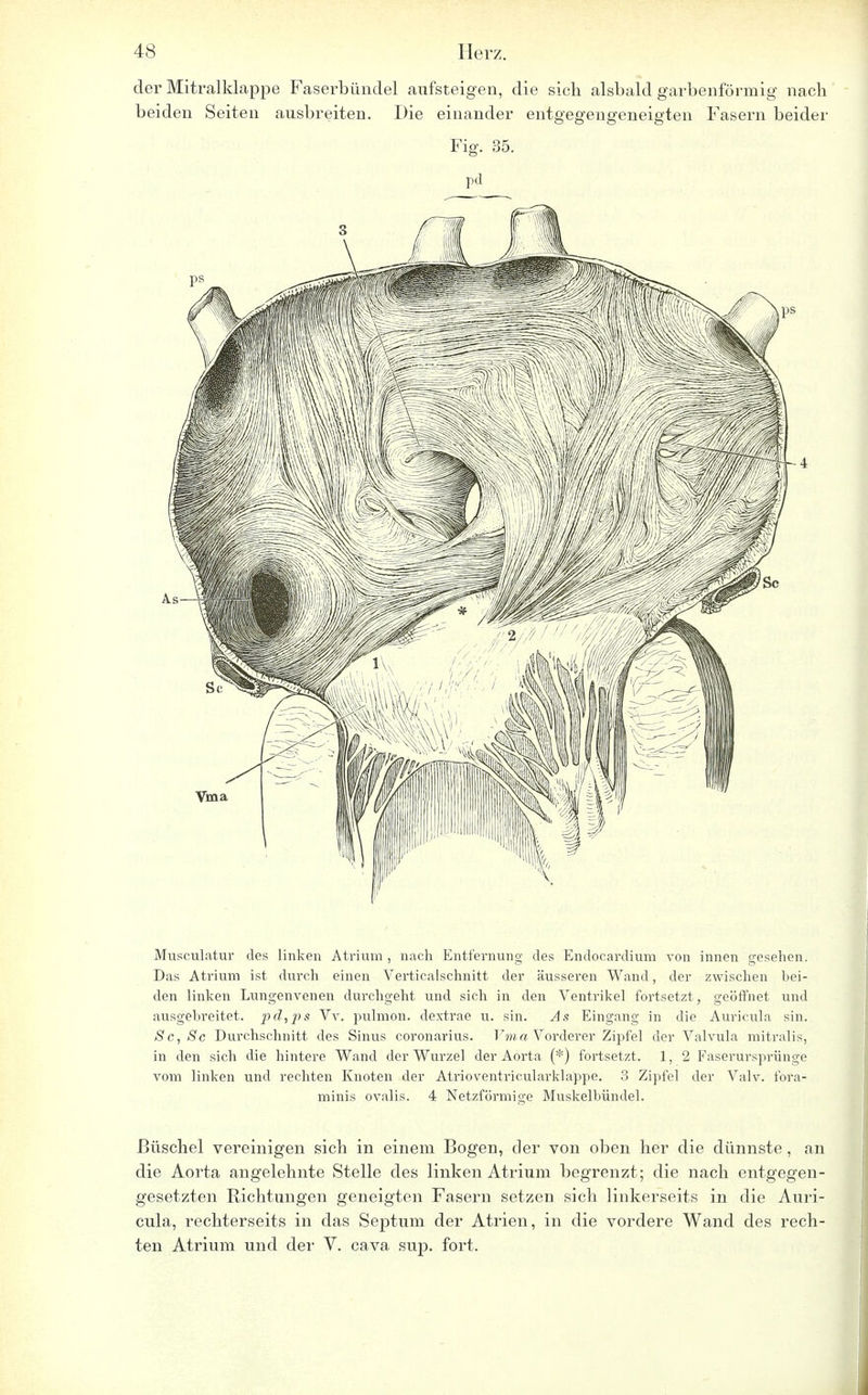 der Mitralklappe Faserbündel aufsteigen, die sich alsbald garbenförmig nach beiden Seiten ausbreiten. Die einander entgegengeneigten Fasern beider Fig. 35. pd Musculatur des linken Atrium , nach Entfernung des Endocardium von innen gesehen. Das Atrium ist durch einen Verticalschnitt der äusseren Wand, der zwischen bei- den linken Lungenvenen durchgeht und sich in den Ventrikel fortsetzt, geöffnet und ausgebreitet. pd,ps Vv. pulmon. dextrae u. sin. As Eingang in die Auricula sin. Sc, Sc Durchschnitt des Sinus coronarius. Vma Vorderer Zipfel der Valvula mitralis, in den sich die hintere Wand der Wurzel der Aorta (*) fortsetzt. 1, 2 Faserursprünge vom linken und rechten Knoten der Atrioventricularklappe. 3 Zipfel der Valv. fora- minis ovalis. 4 Netzförmige Muskelbündel. Büschel vereinigen sich in einem Bogen, der von oben her die dünnste, an die Aorta angelehnte Stelle des linken Atrium begrenzt; die nach entgegen- gesetzten Richtungen geneigten Fasern setzen sich linkerseits in die Auri- cula, rechterseits in das Septum der Atrien, in die vordere Wand des rech- ten Atrium und der V. cava sup. fort.